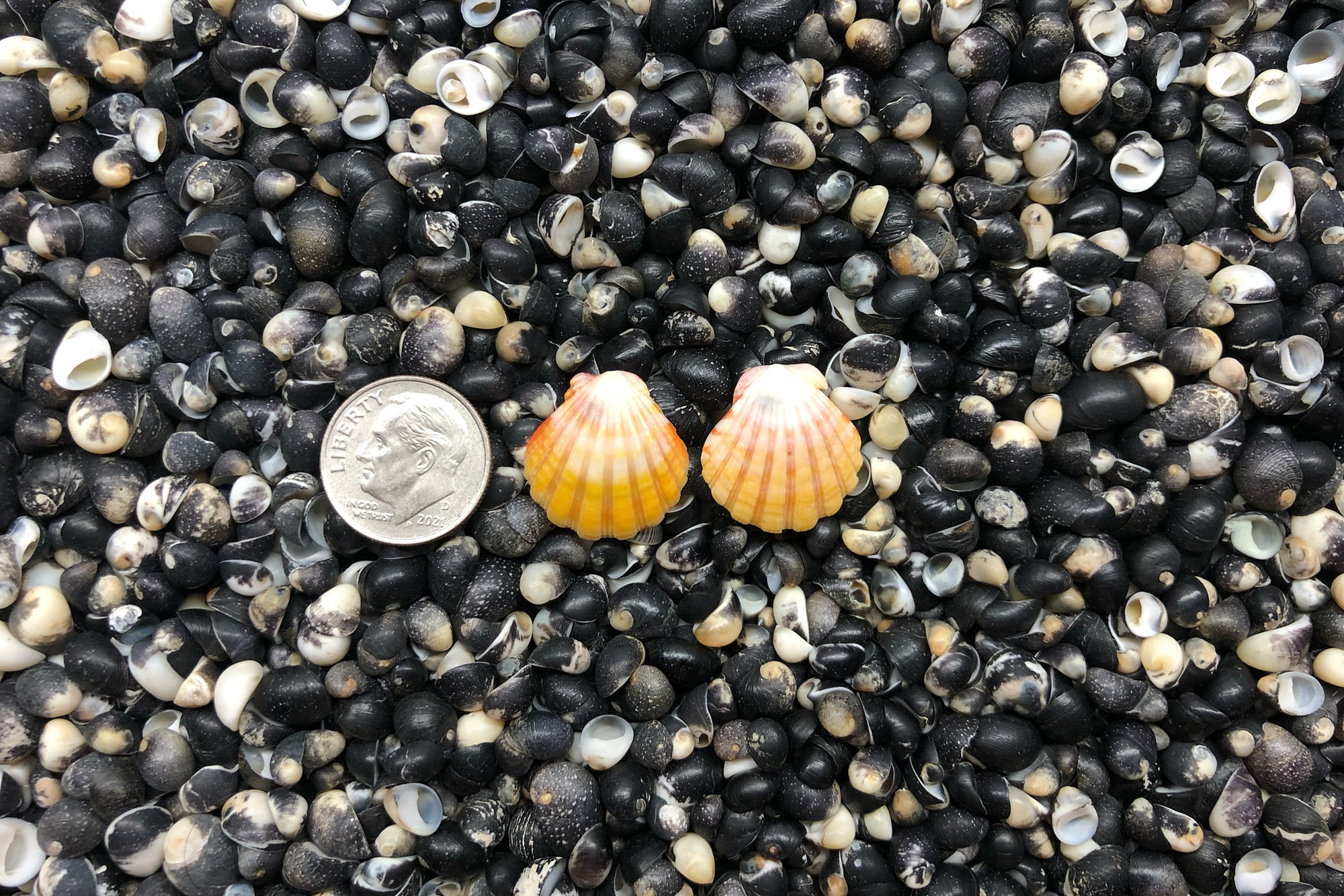 1055 Sunrise Shell Earrings