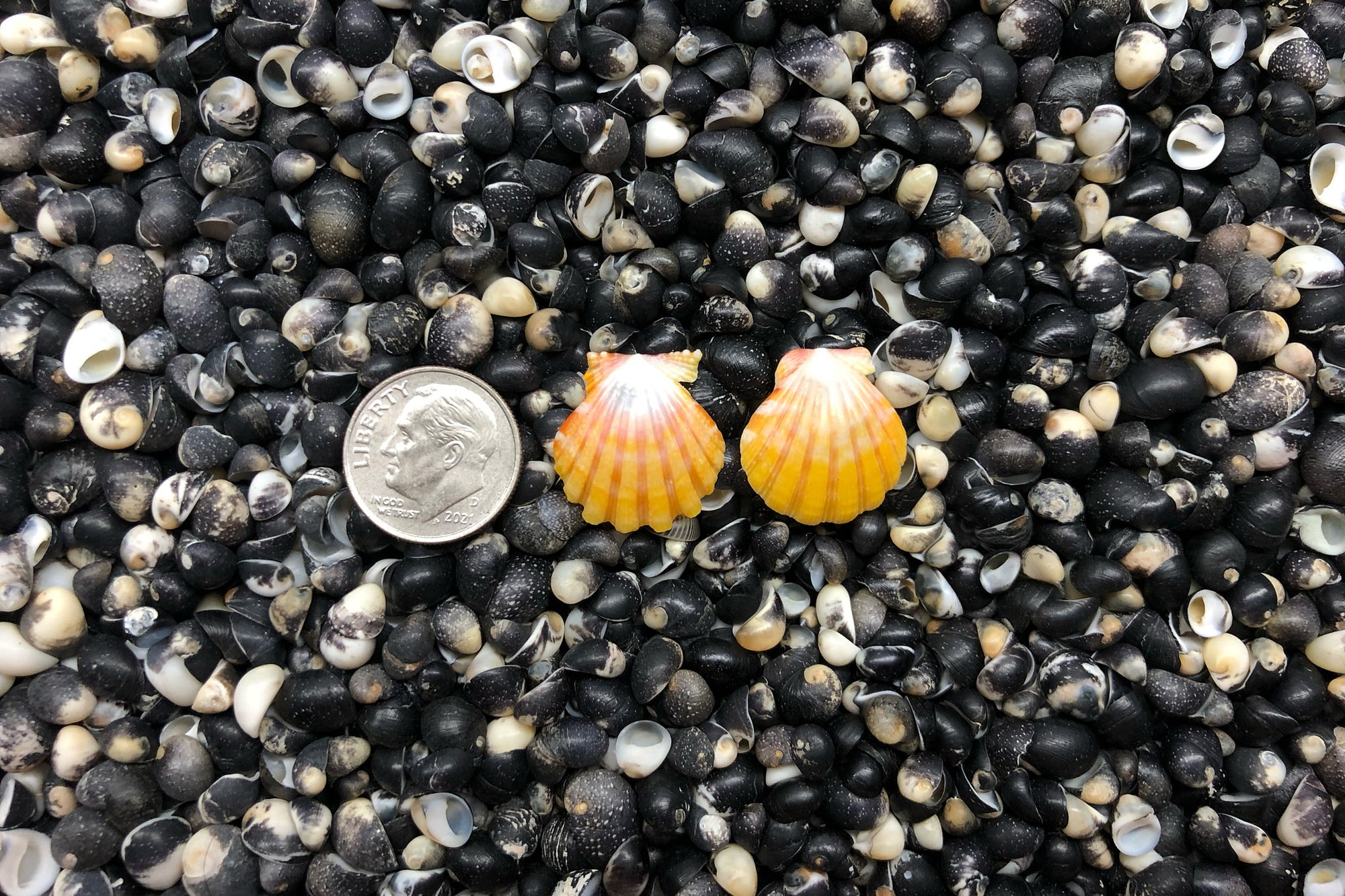 1056 Sunrise Shell Earrings