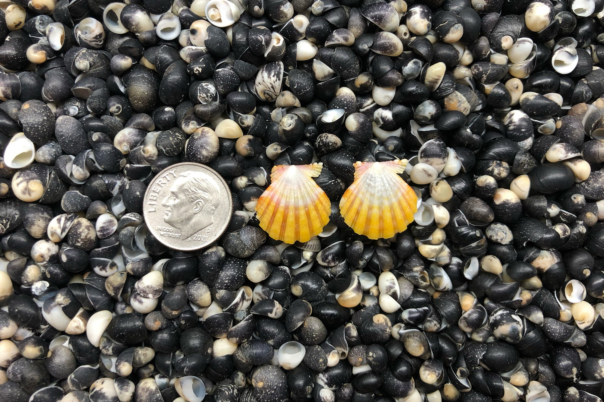 1059 Sunrise Shell Earrings