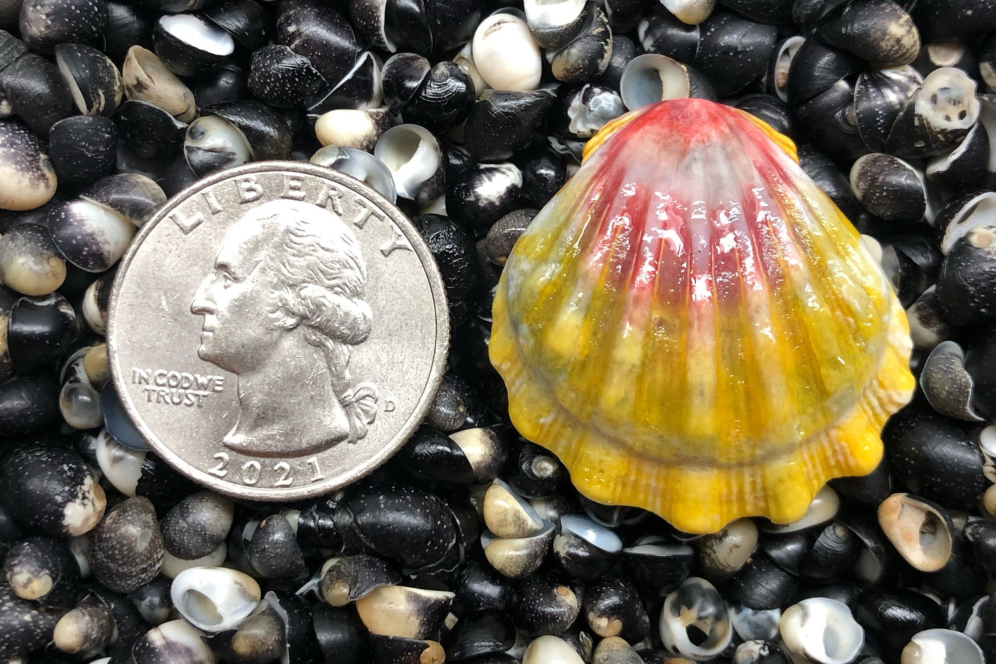 2812 Single Sunrise Shell