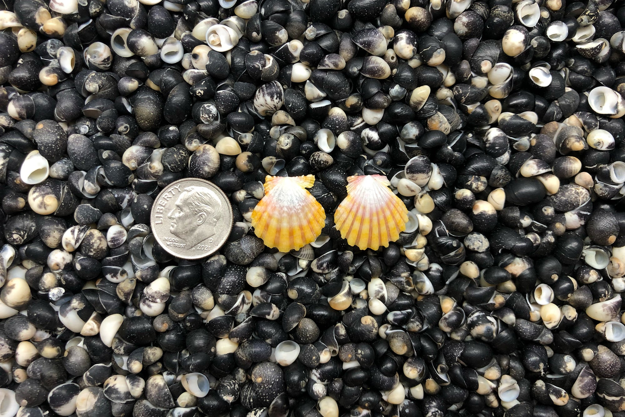1061 Sunrise Shell Earrings