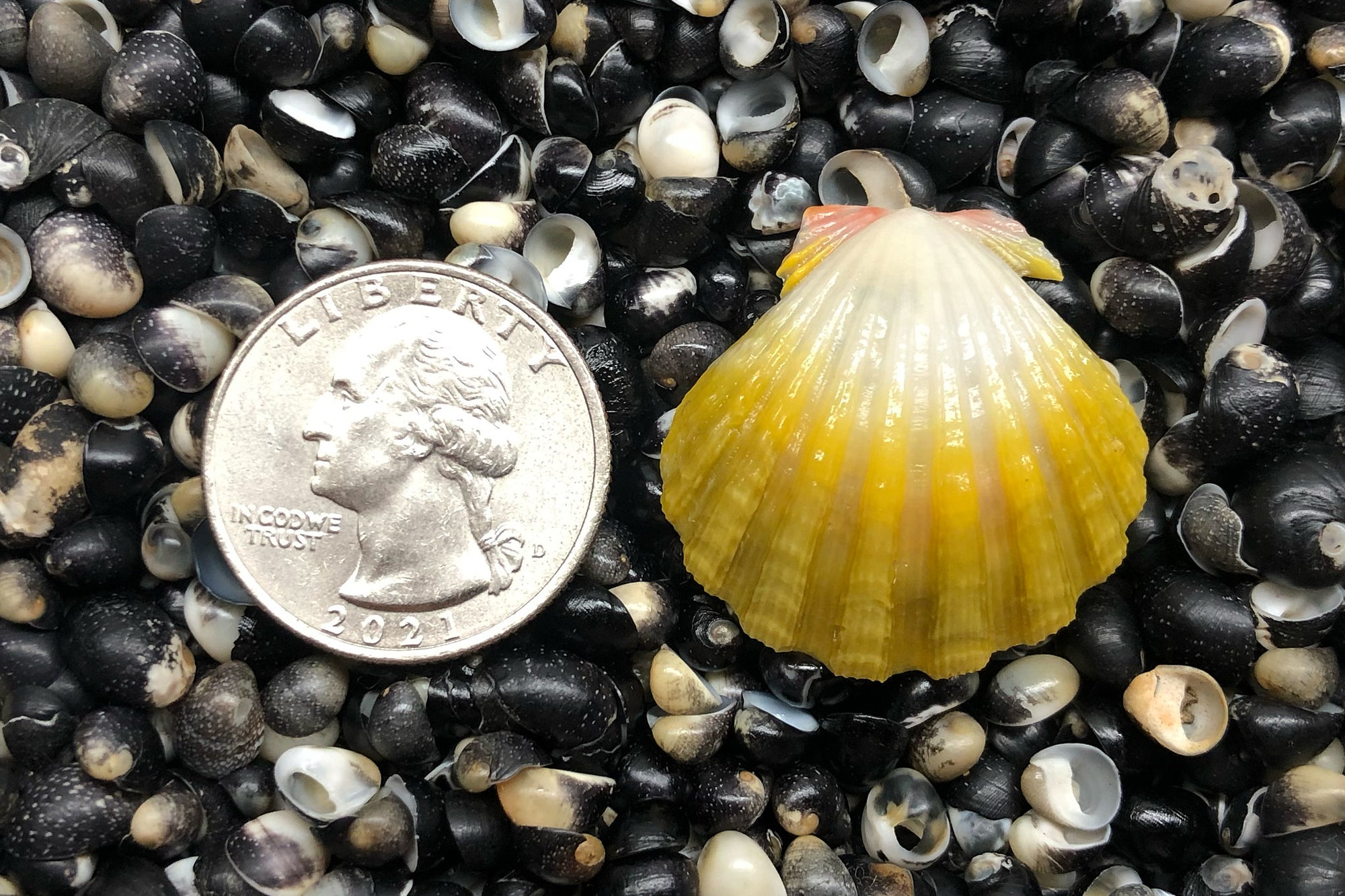 2816 Single Sunrise Shell