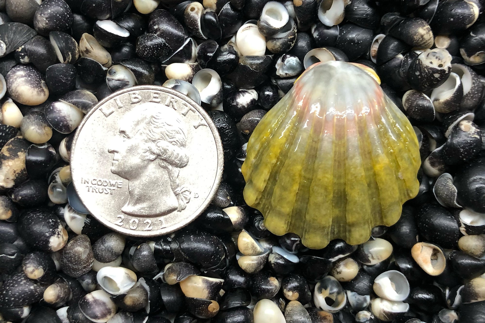 2818 Single Sunrise Shell