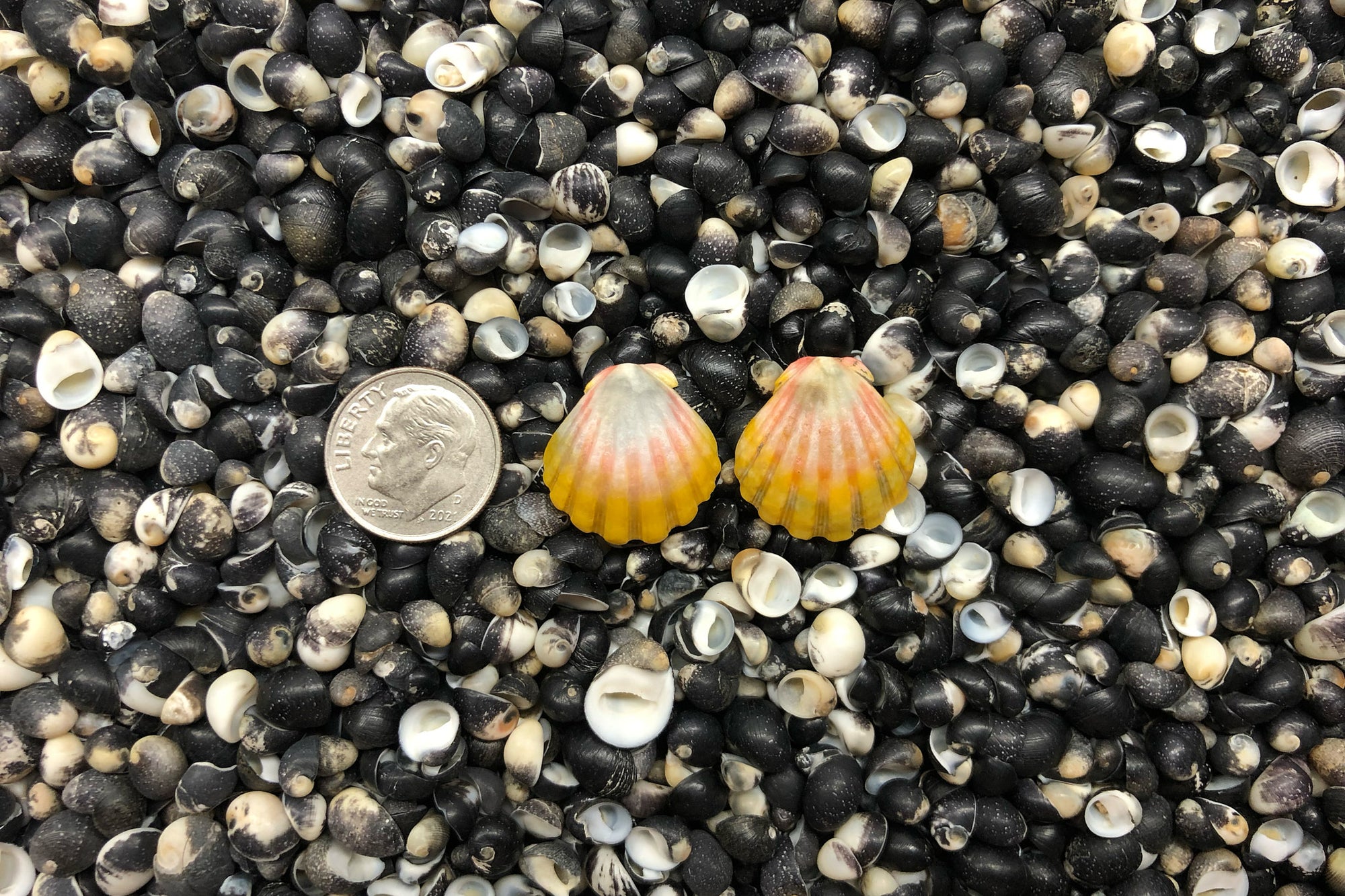 1067 Sunrise Shell Earrings