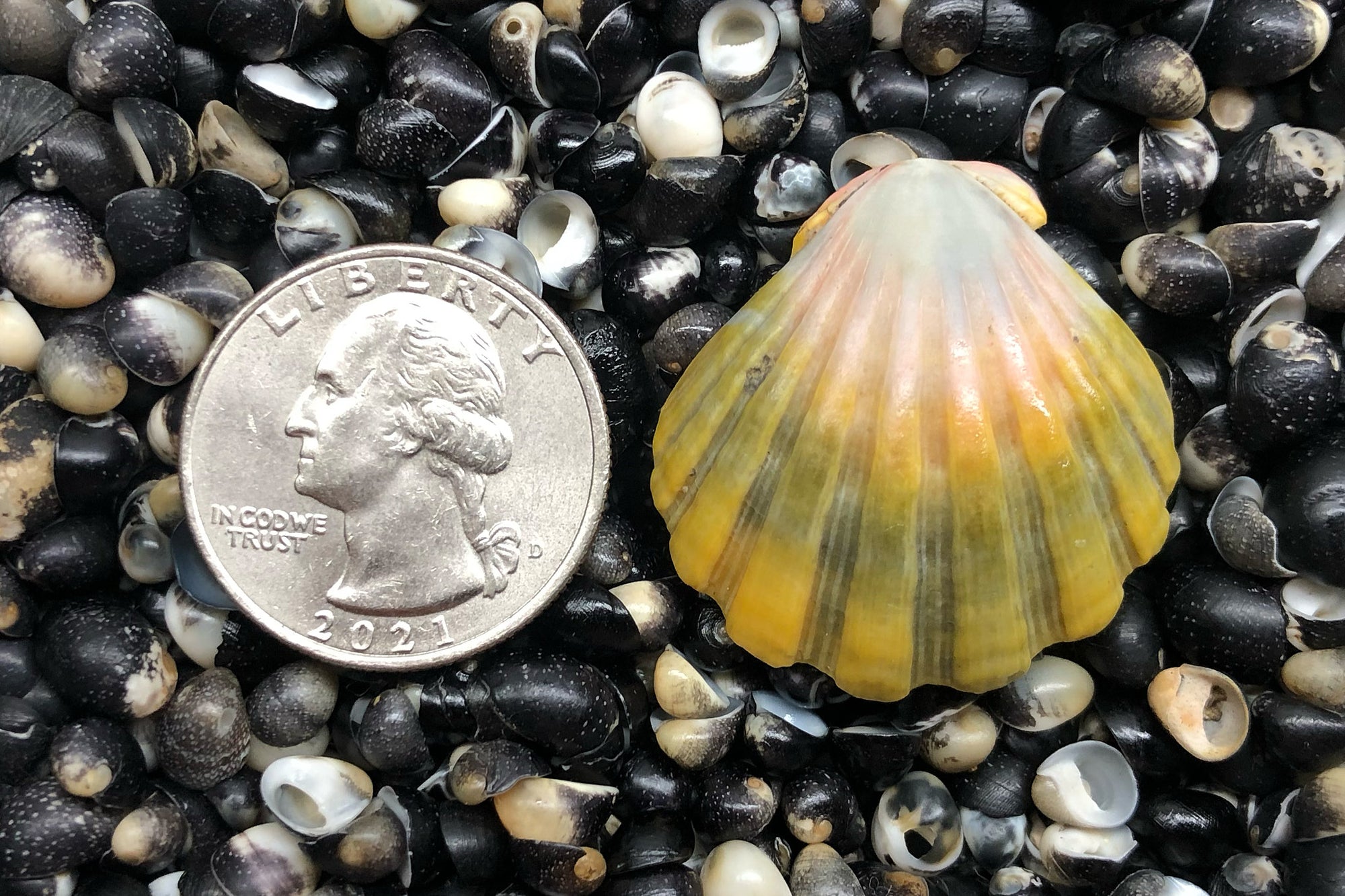 2821 Single Sunrise Shell