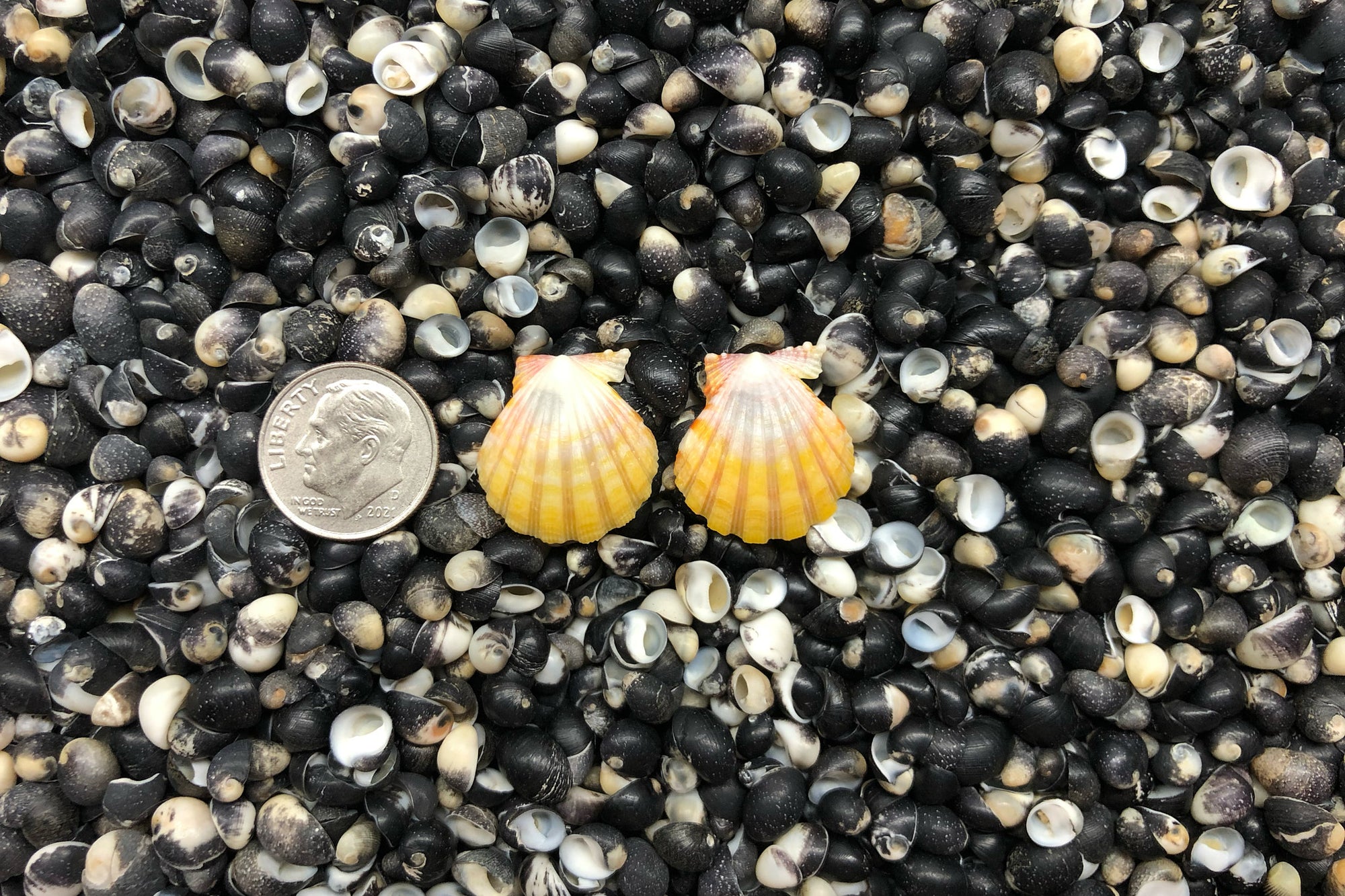1070 Sunrise Shell Earrings