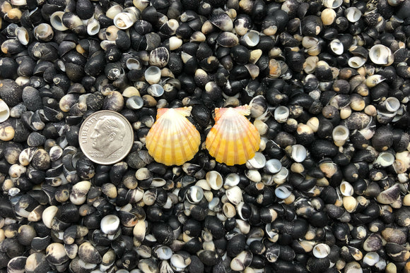 sunrise shell earrings