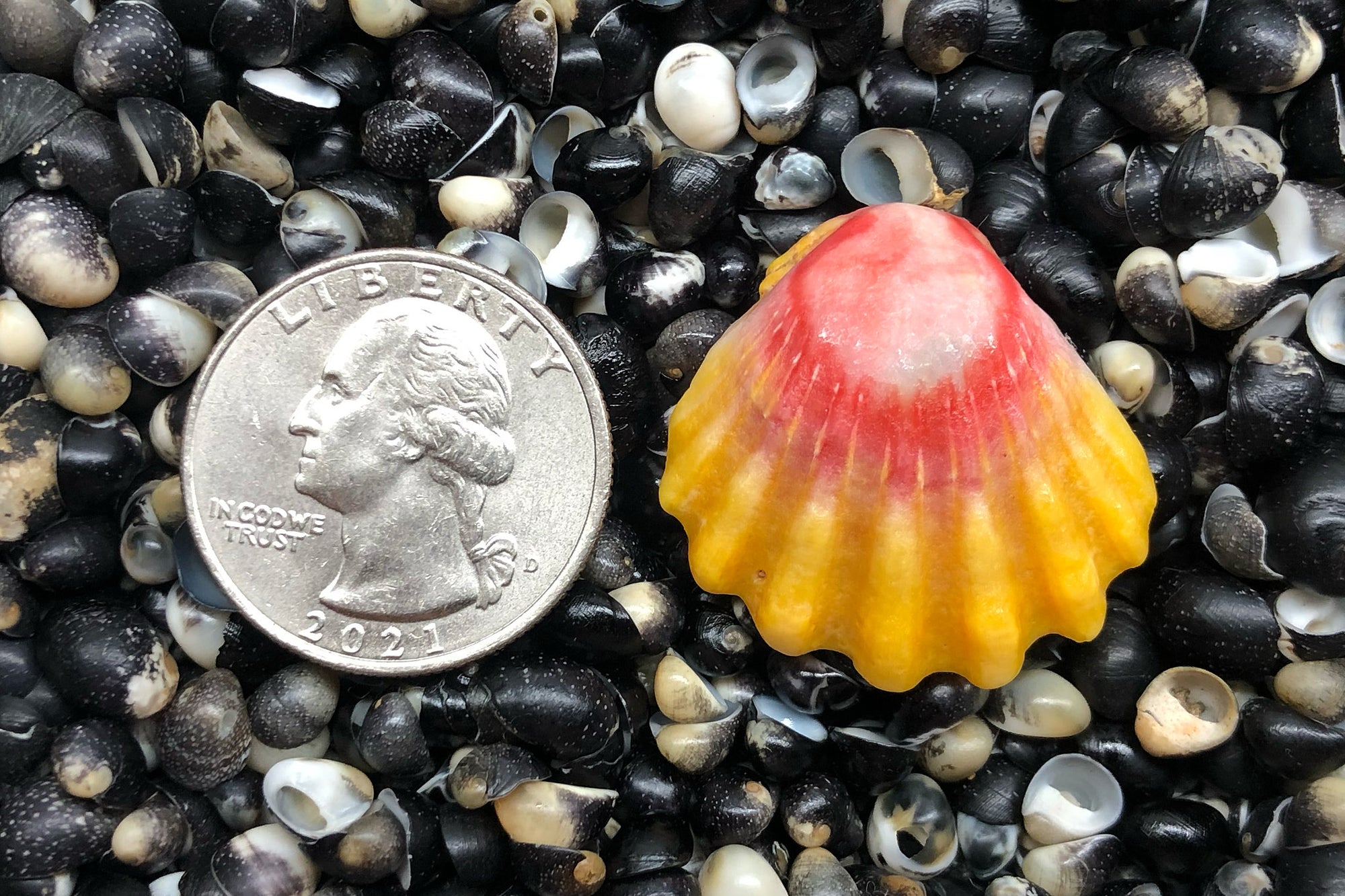 2835 Single Sunrise Shell