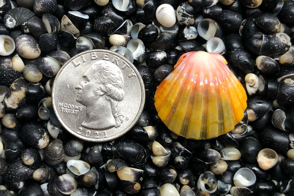2866 Single Sunrise Shell