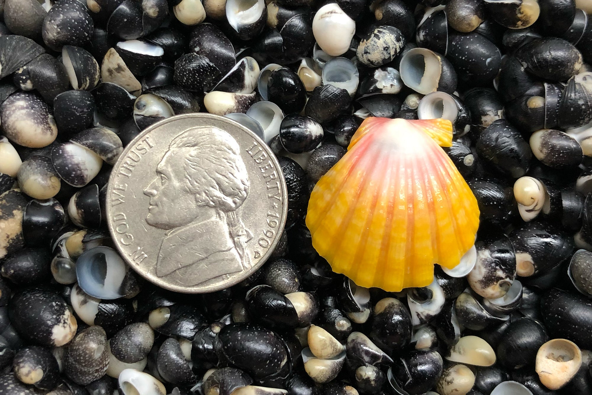 2884 Single Sunrise Shell