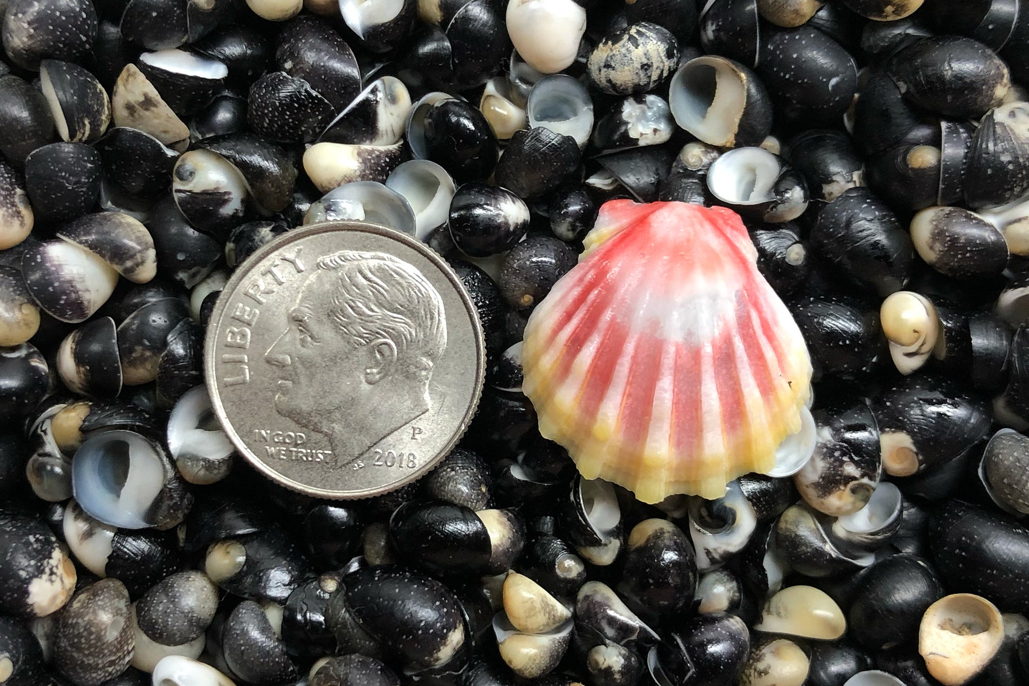 2885 Single Sunrise Shell