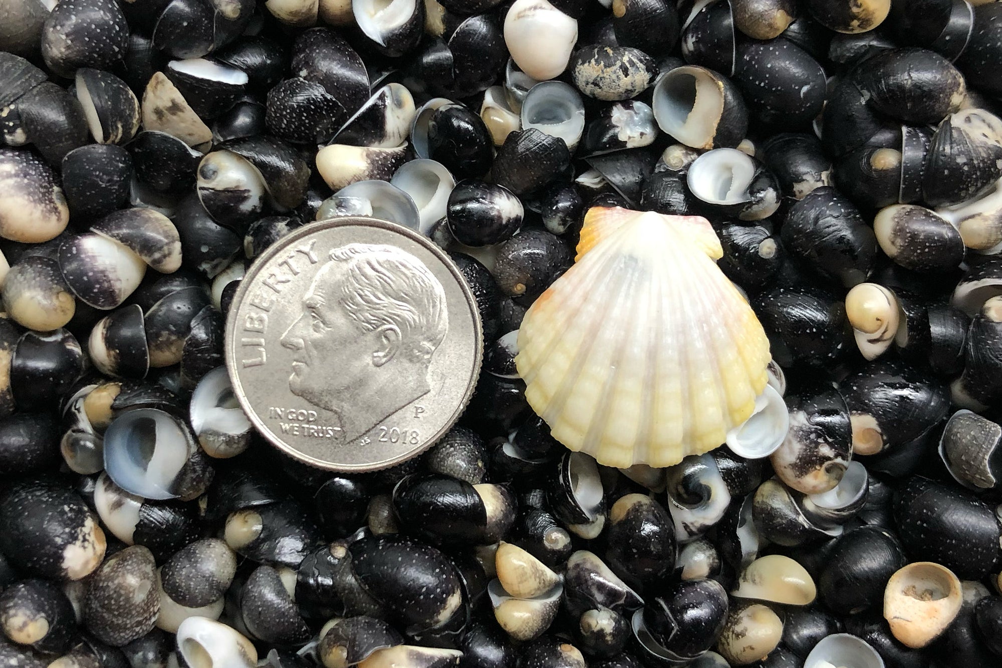 2886 Single Sunrise Shell