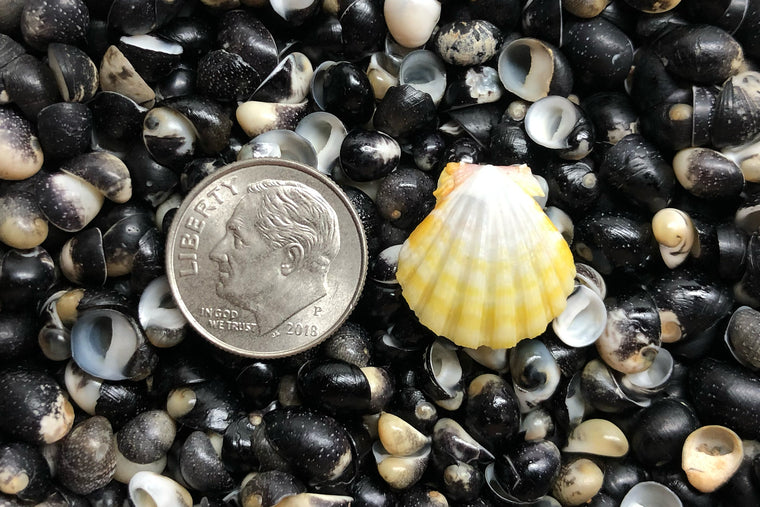 2887 Single Sunrise Shell