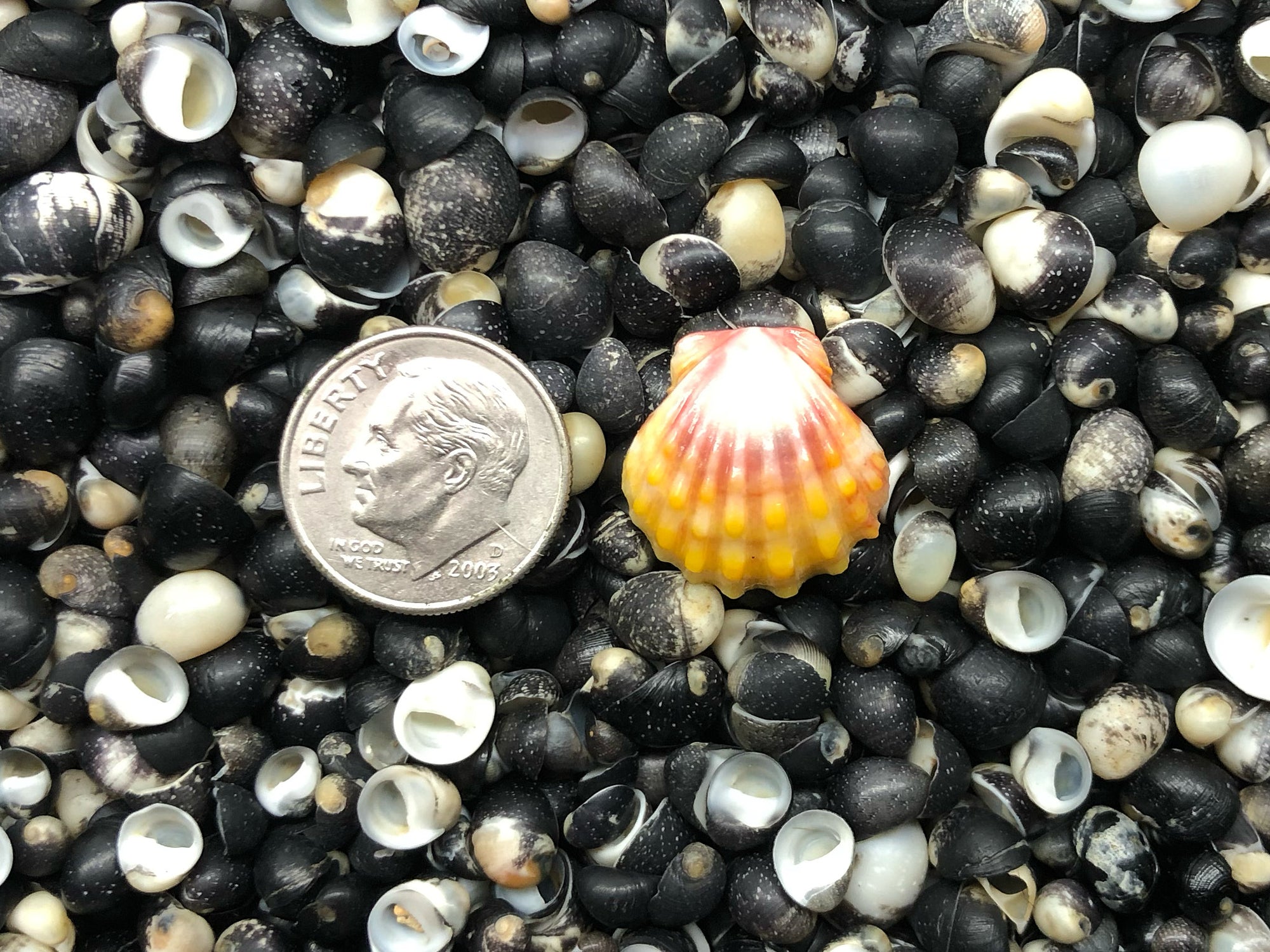 0120 single sunrise shell