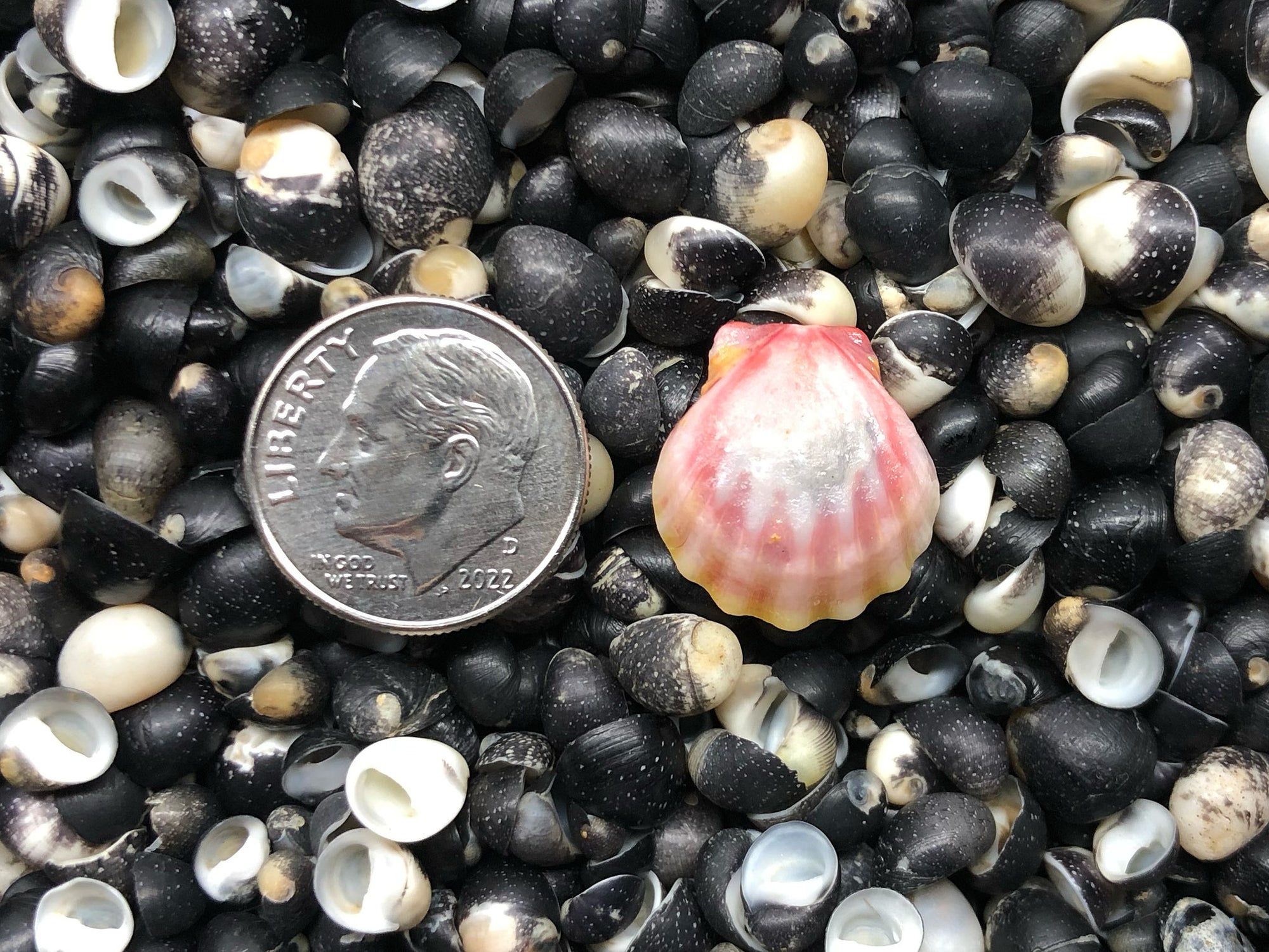 0124 single sunrise shell