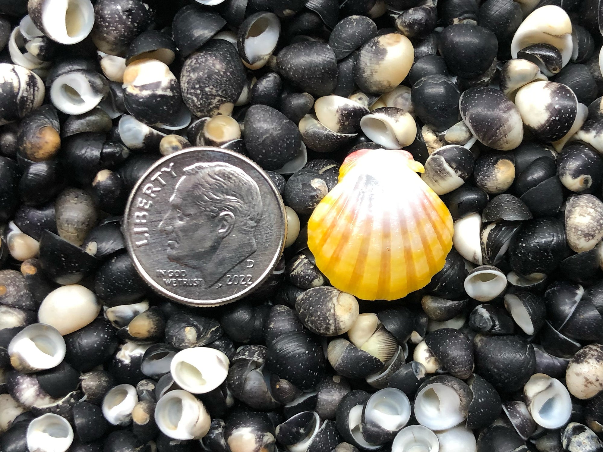 0126 single sunrise shell