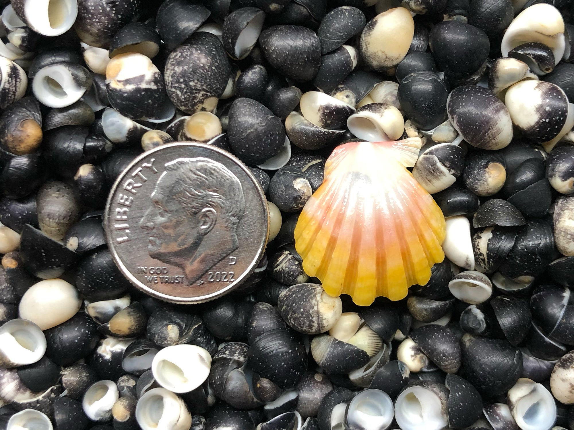 0127 single sunrise shell