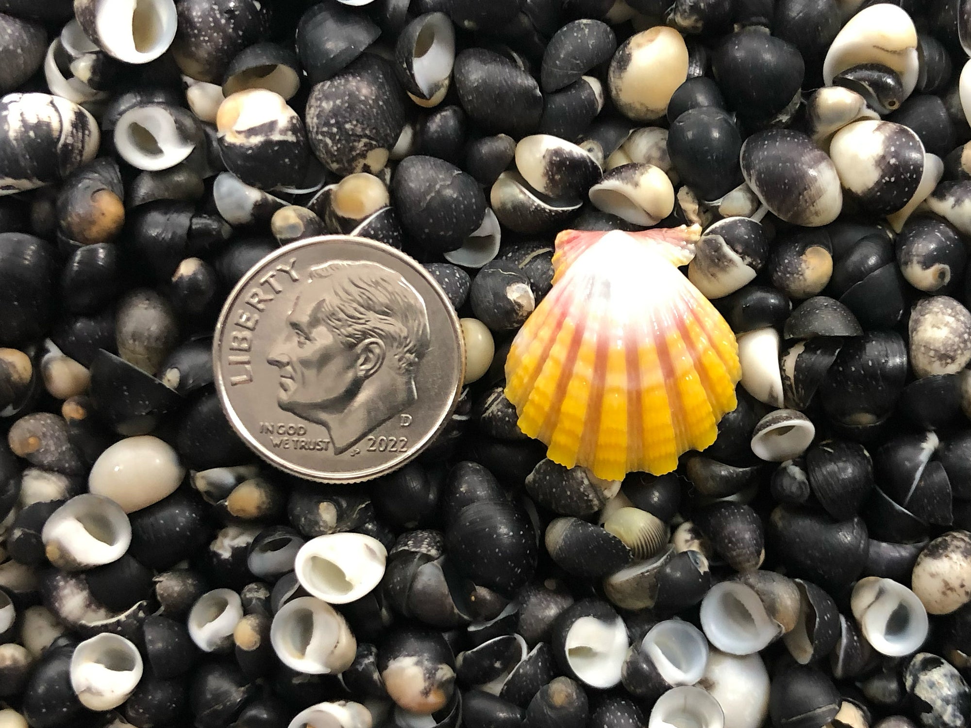 0128 single sunrise shell