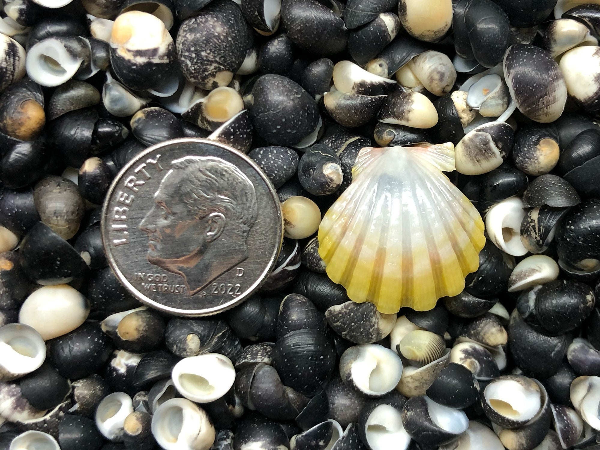 0130 single sunrise shell