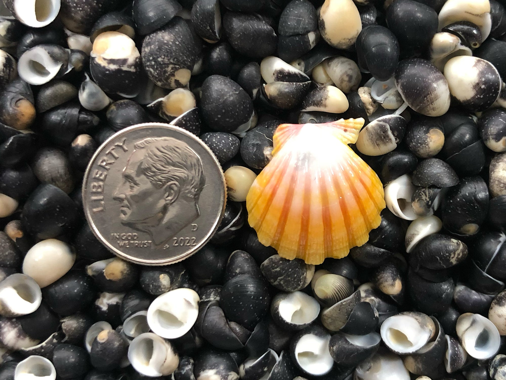 0131 single sunrise shell