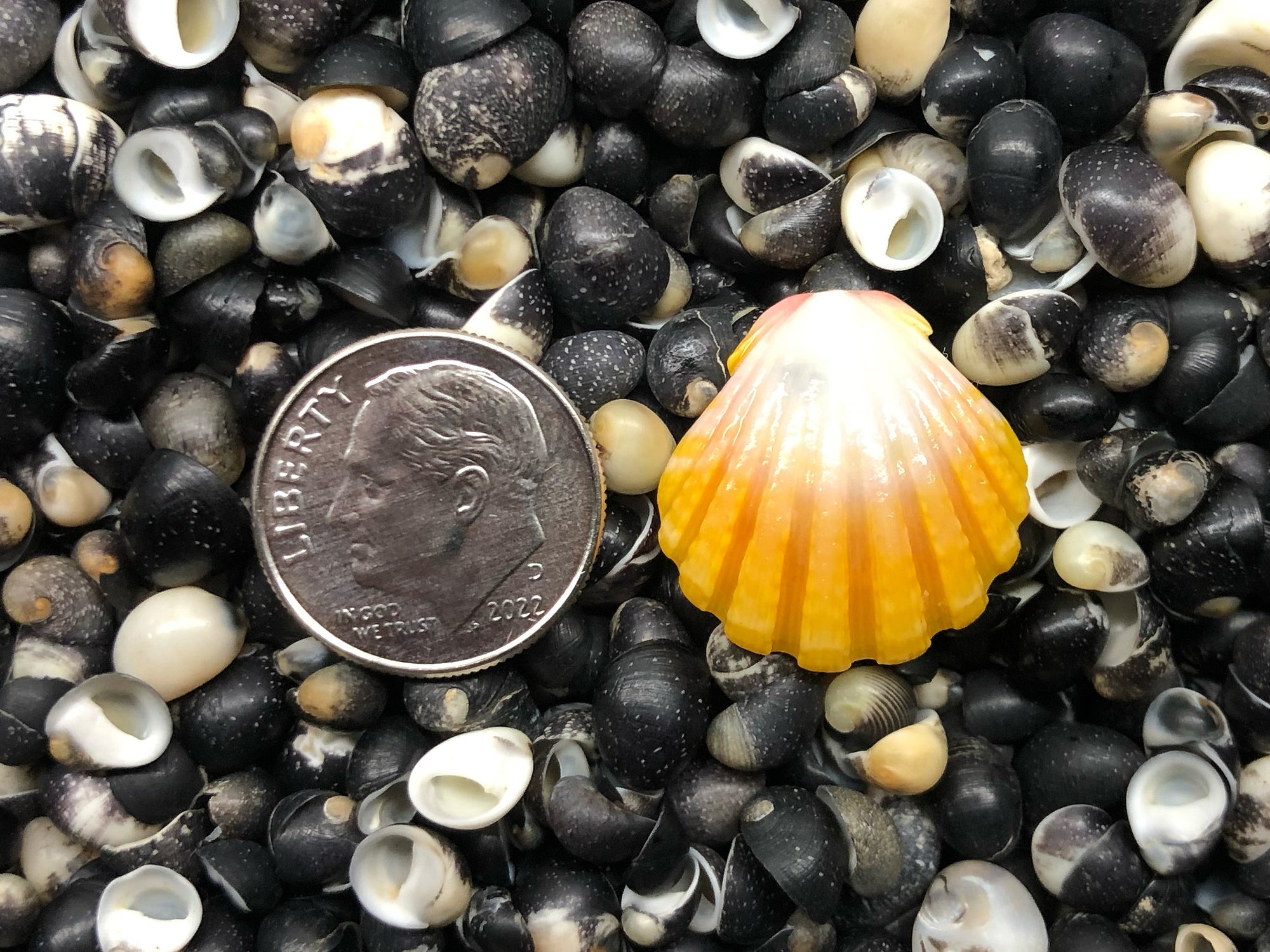 0140 single sunrise shell