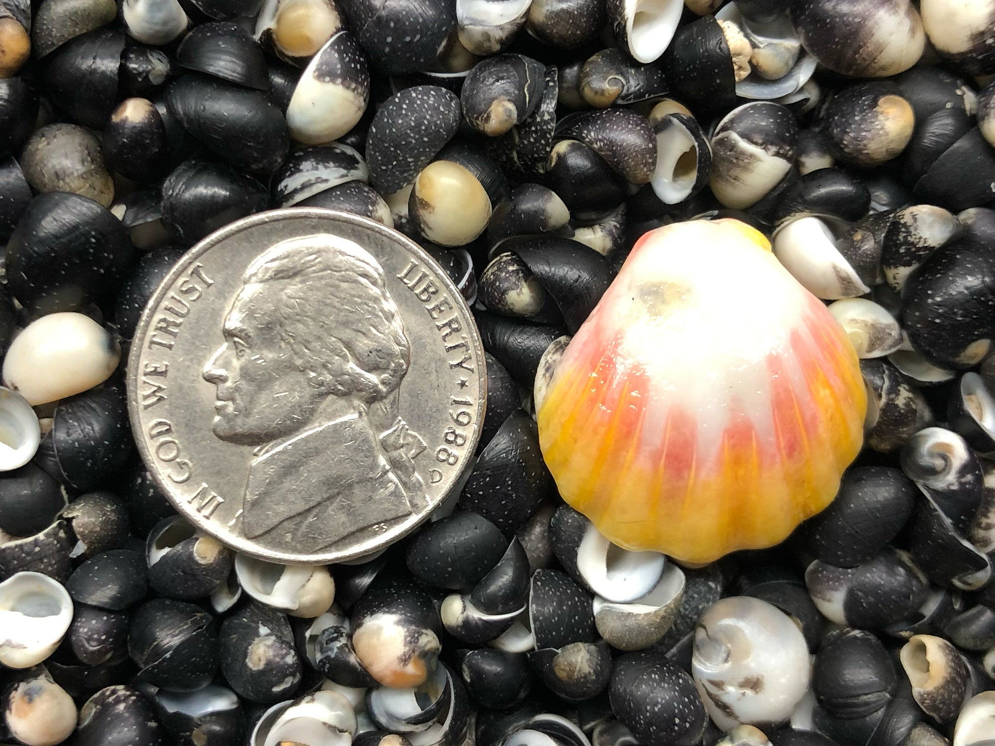 0142 single sunrise shell