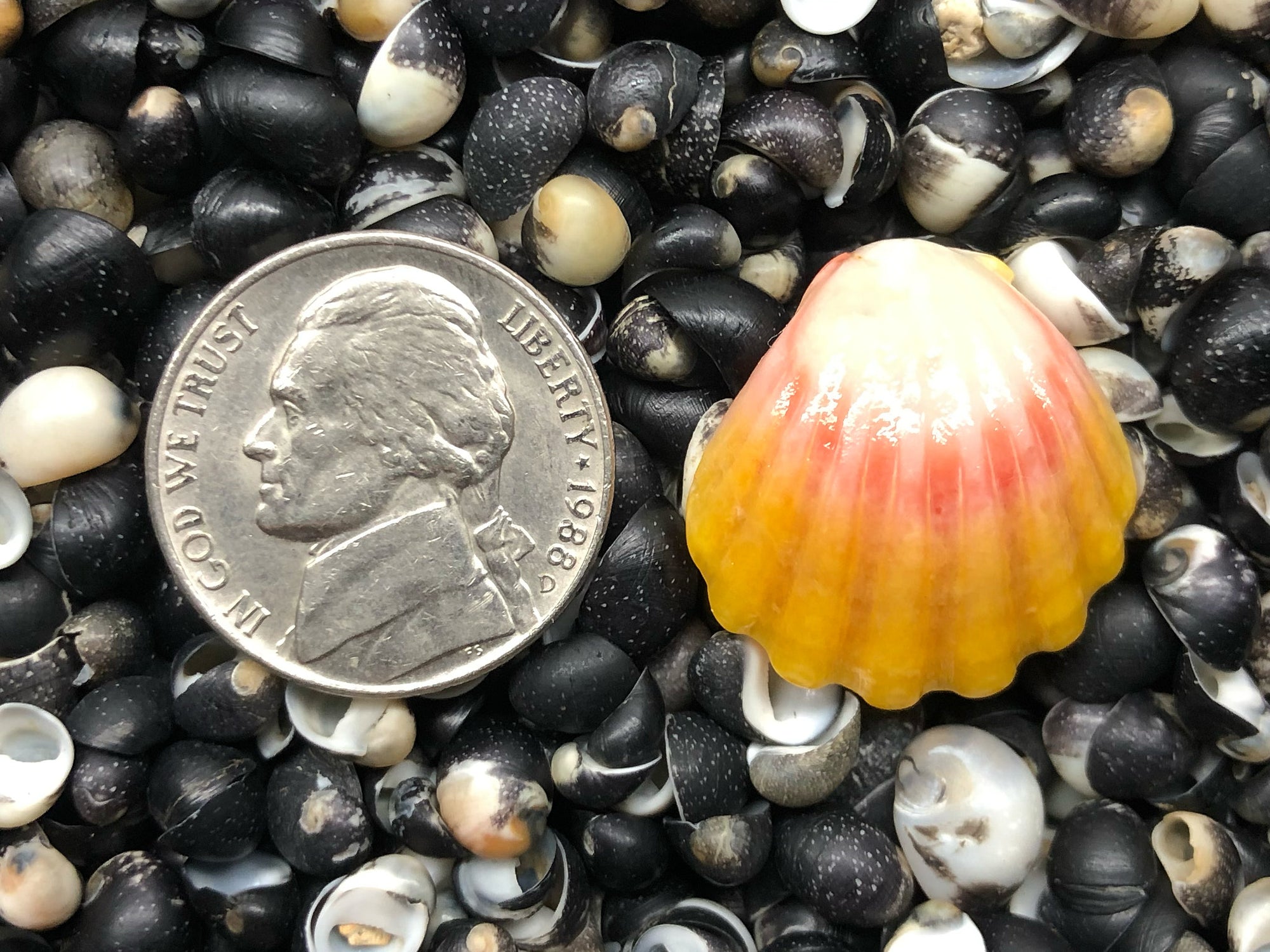 0143 single sunrise shell