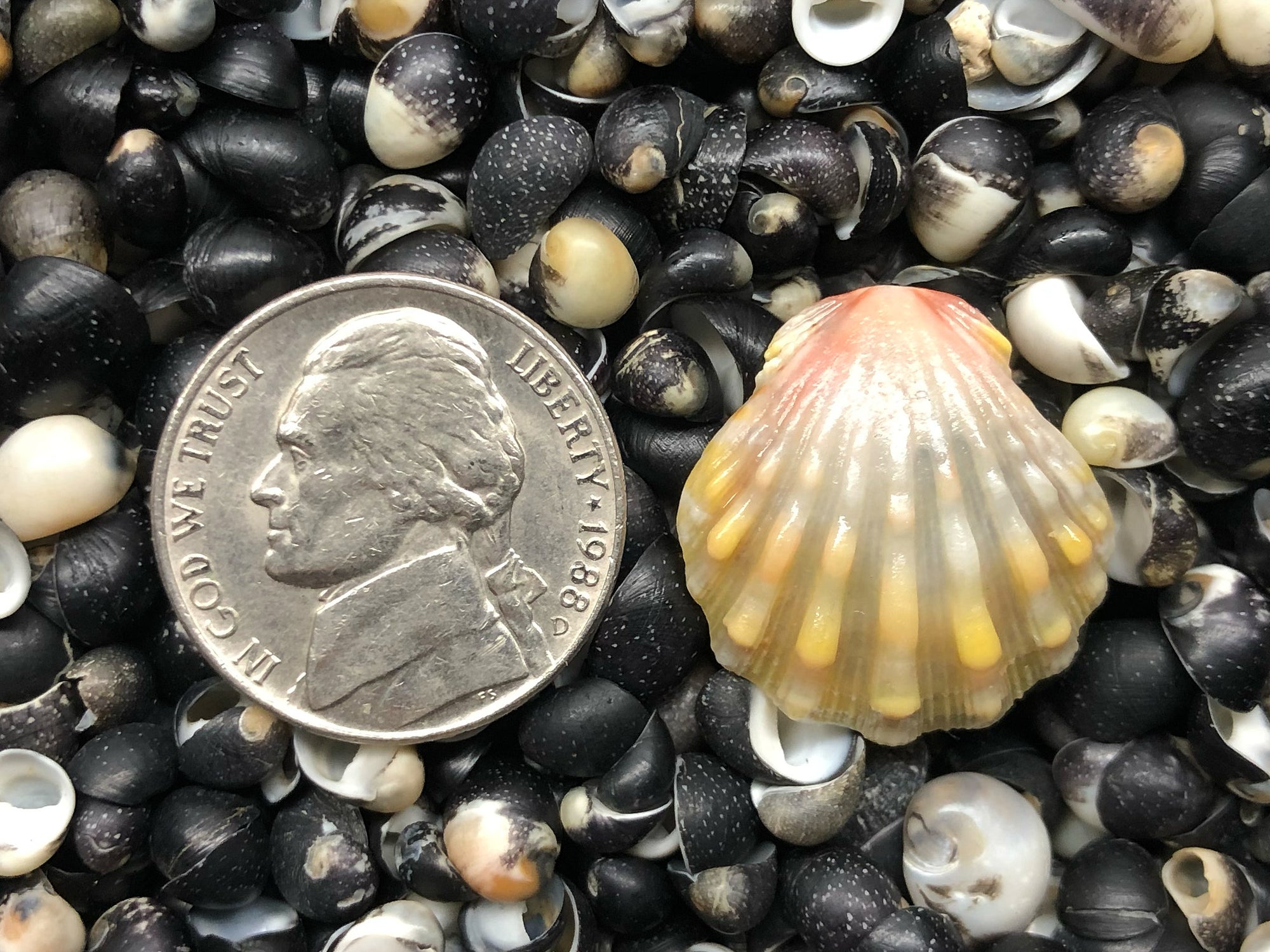 0144 single sunrise shell