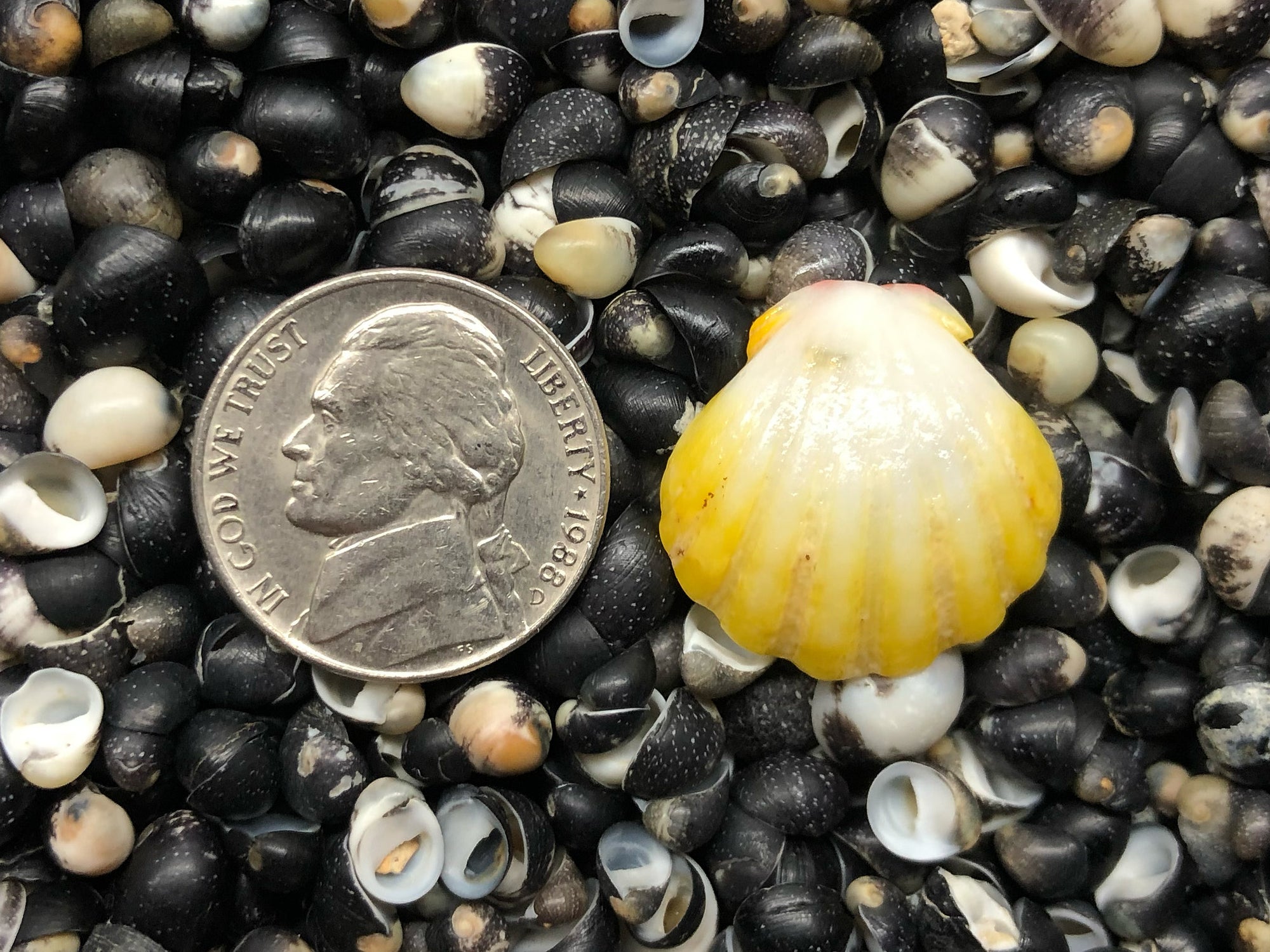 0157 single sunrise shell