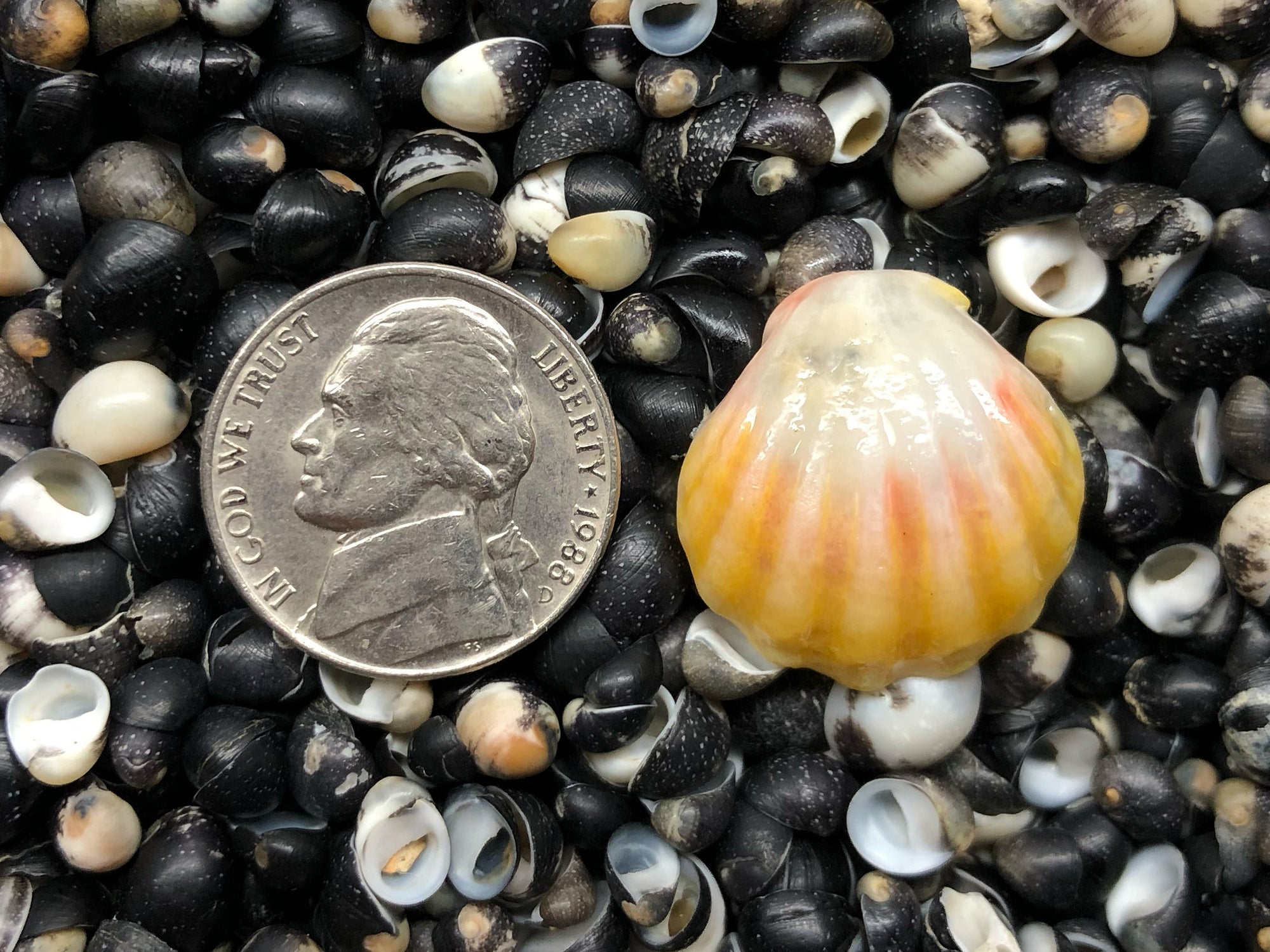 0160 single sunrise shell