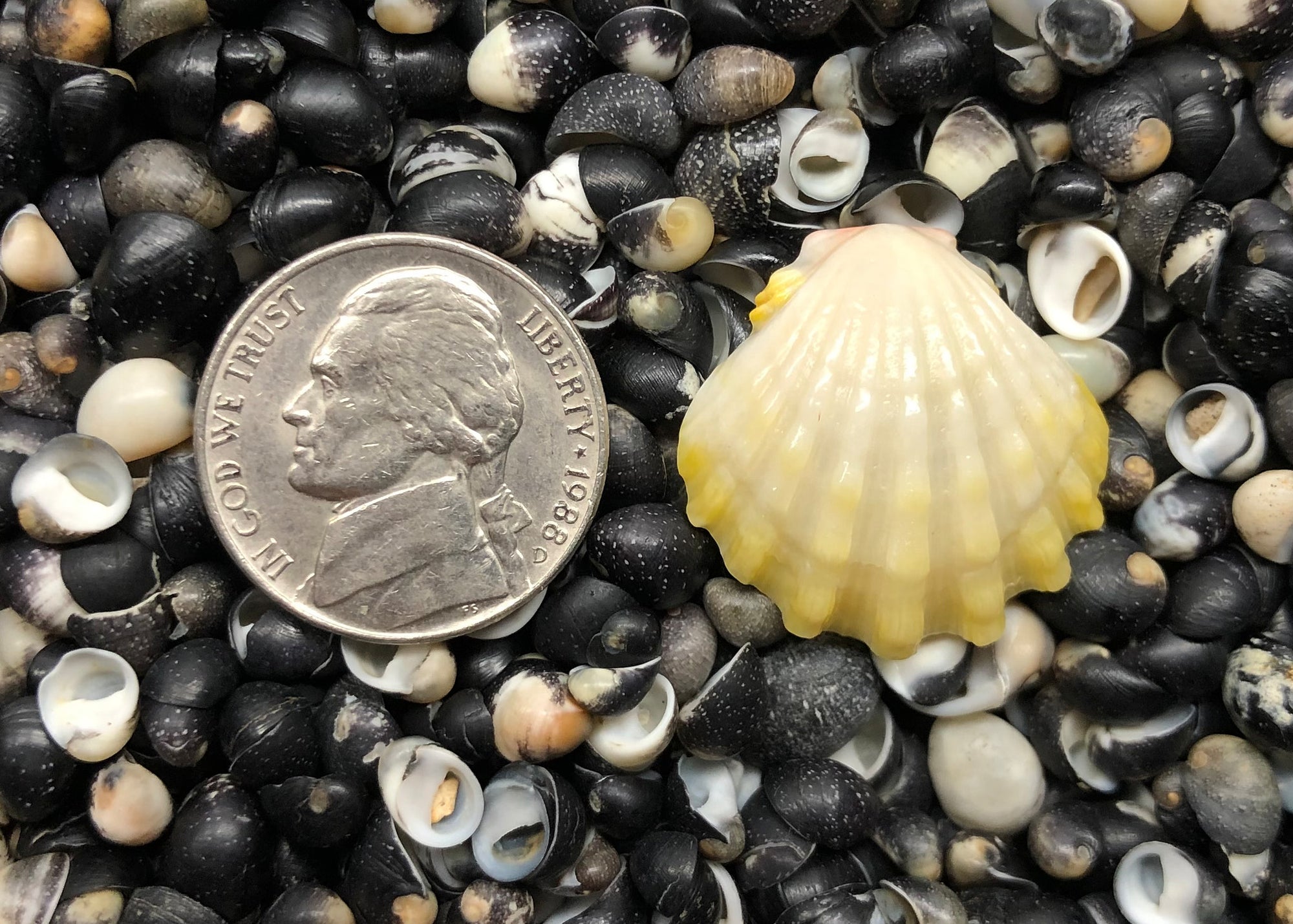 0187 single sunrise shell