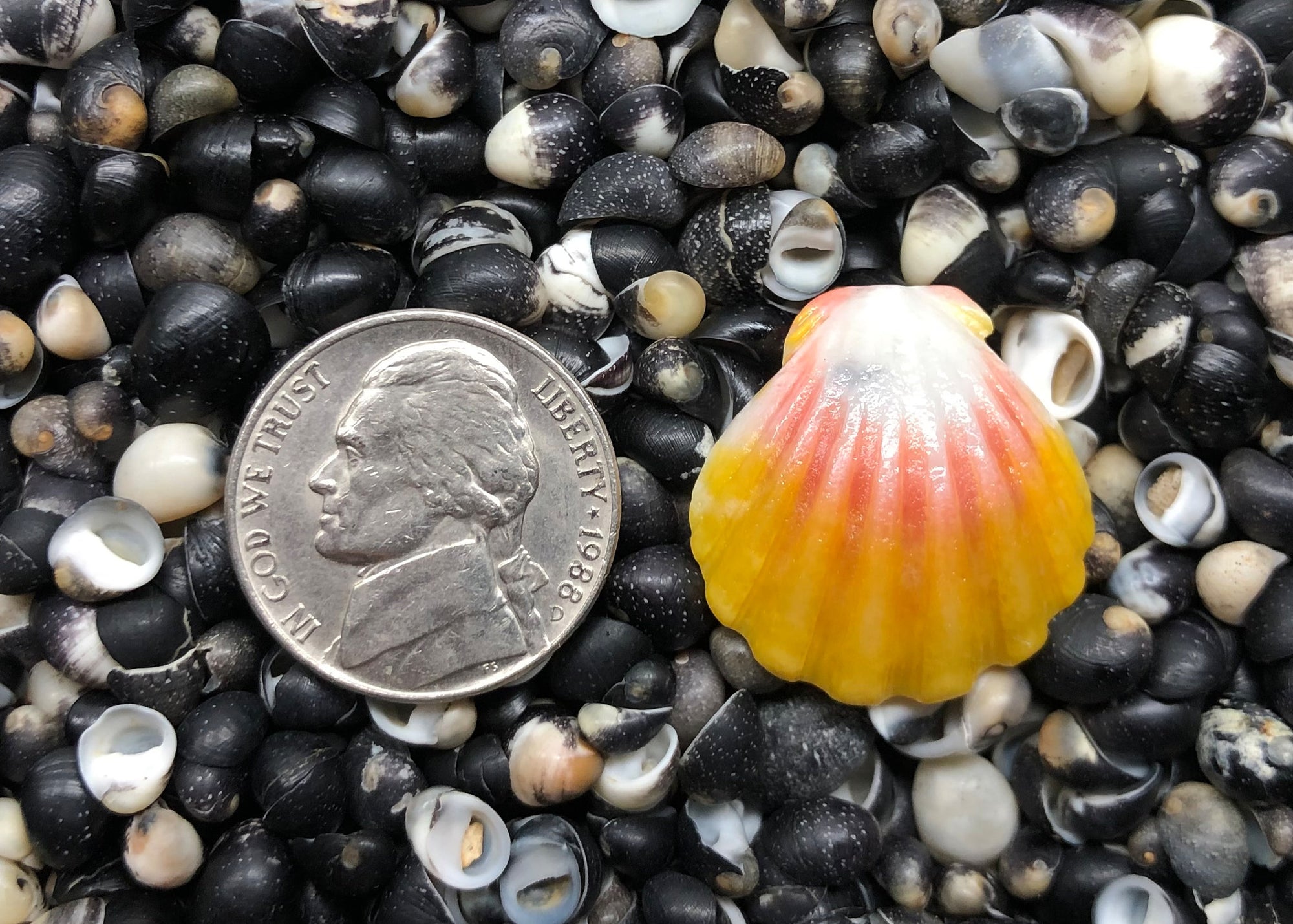 0188 single sunrise shell