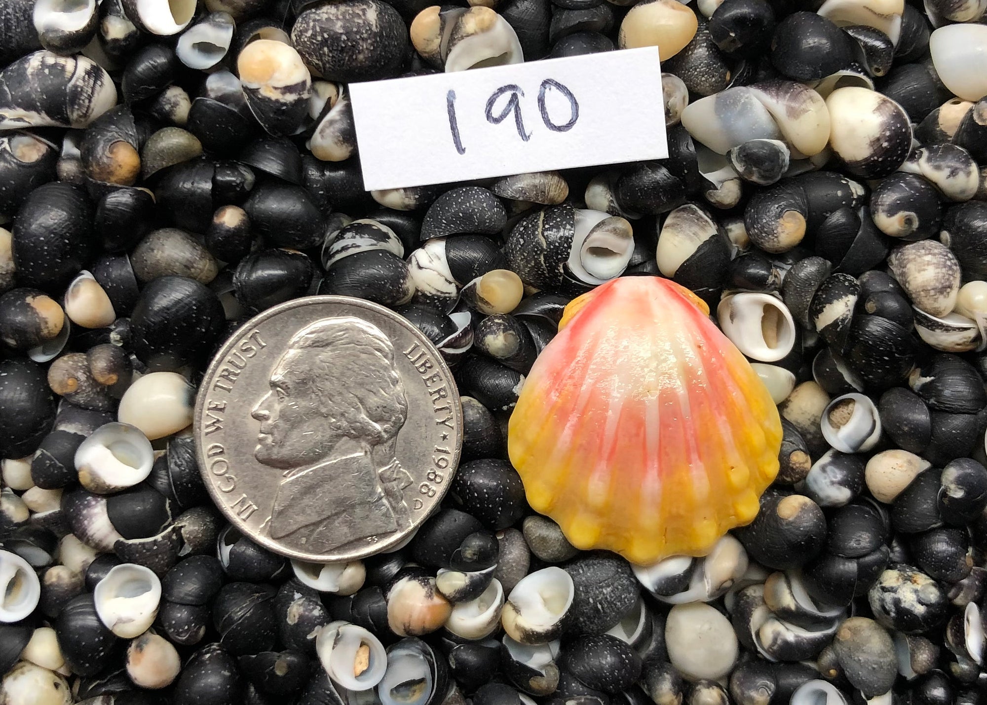 0190 single sunrise shell