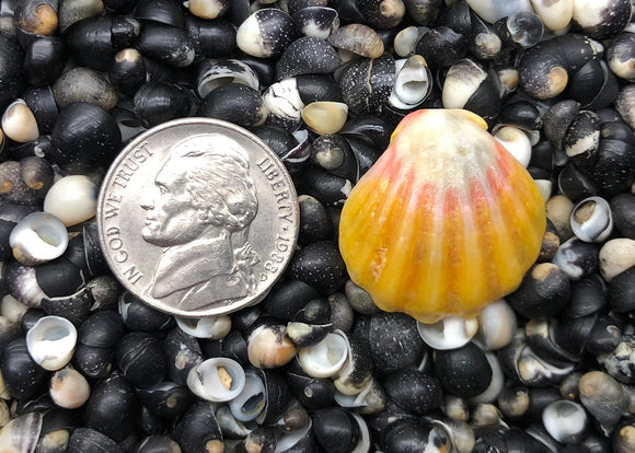 $10 Shells