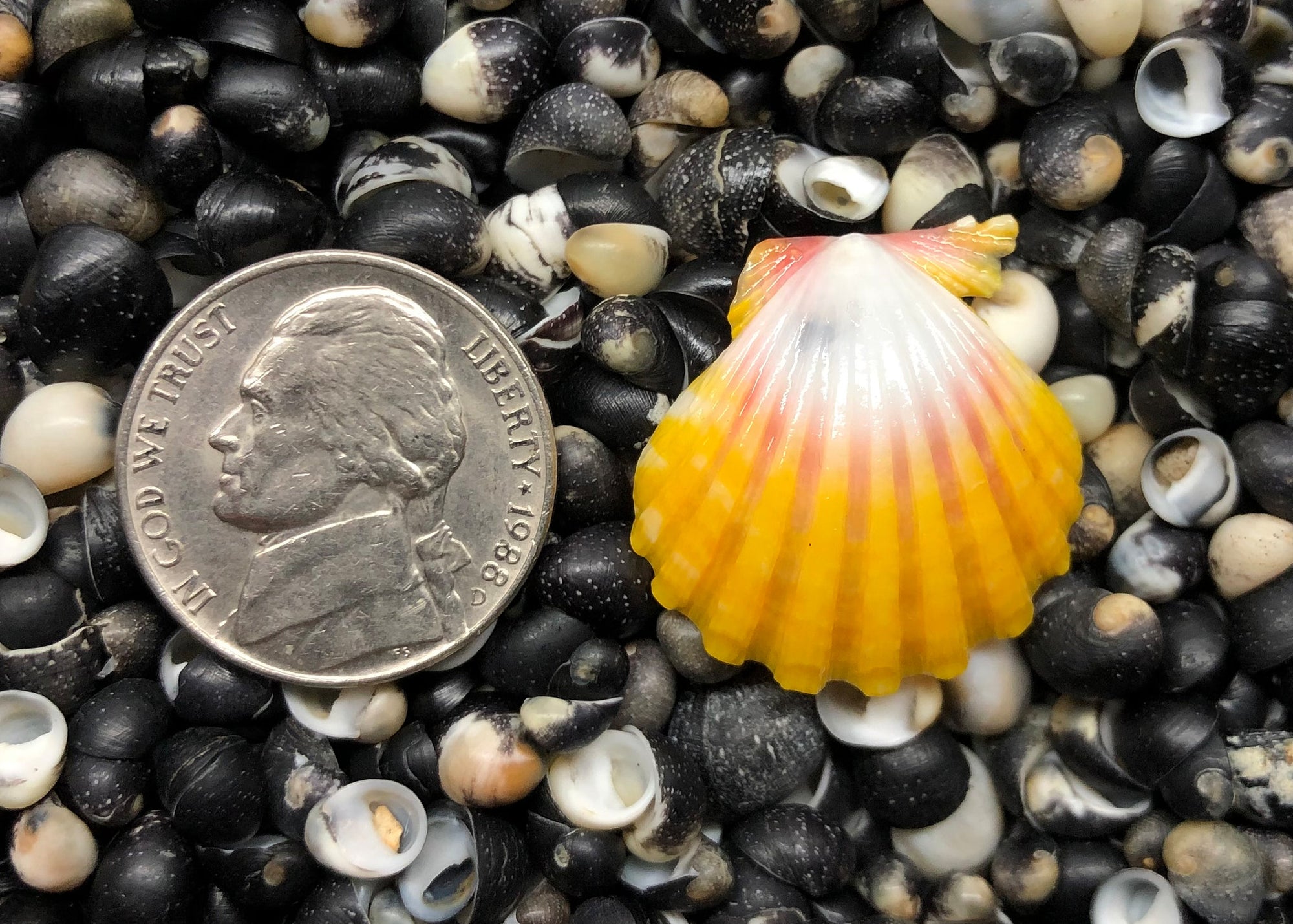 0196 single sunrise shell