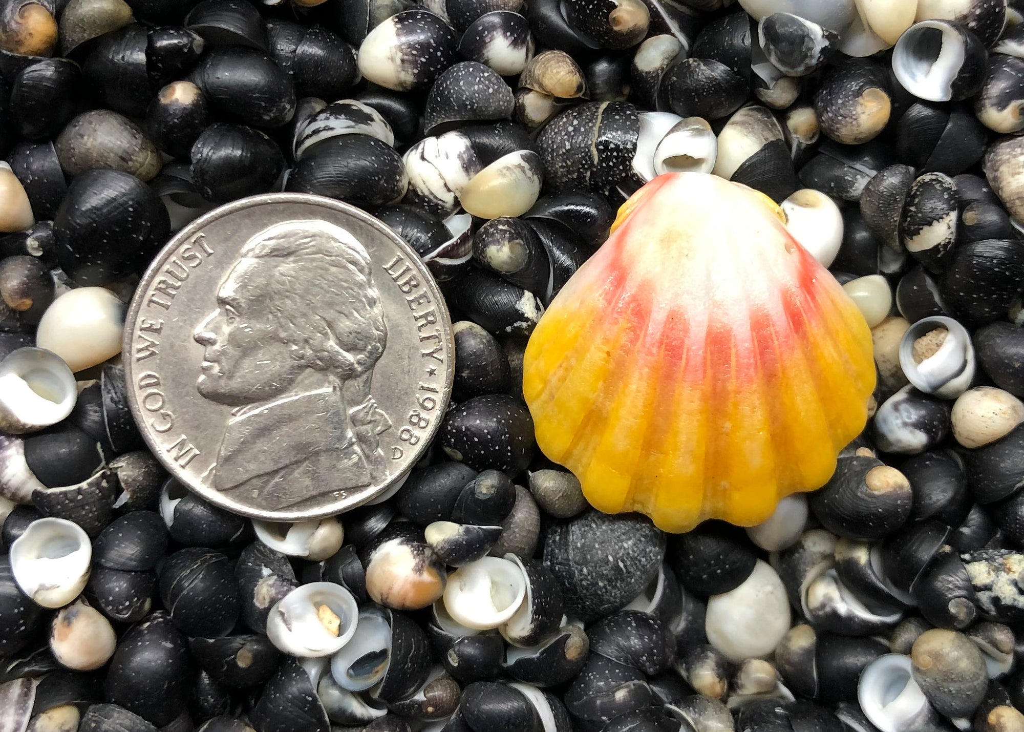 0202 single sunrise shell