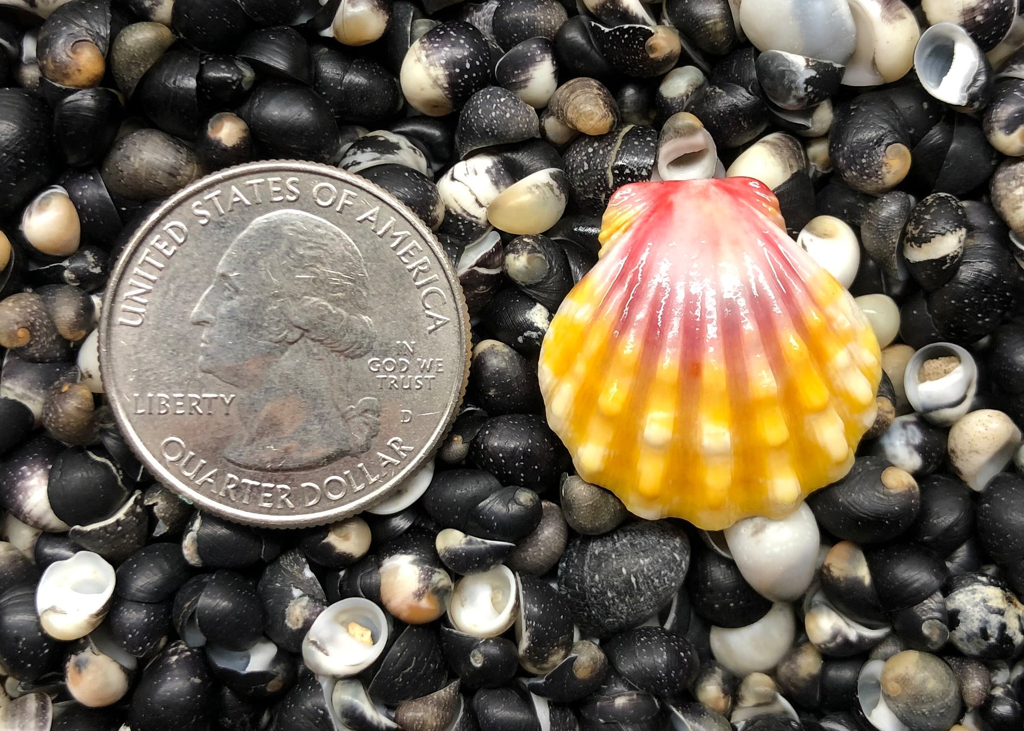 0203 single single shell