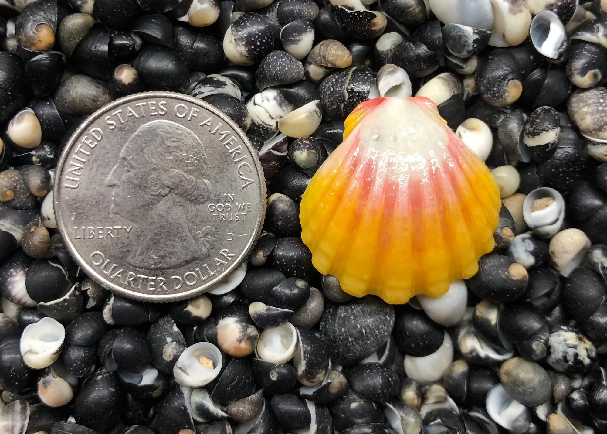 0205 single sunrise shell