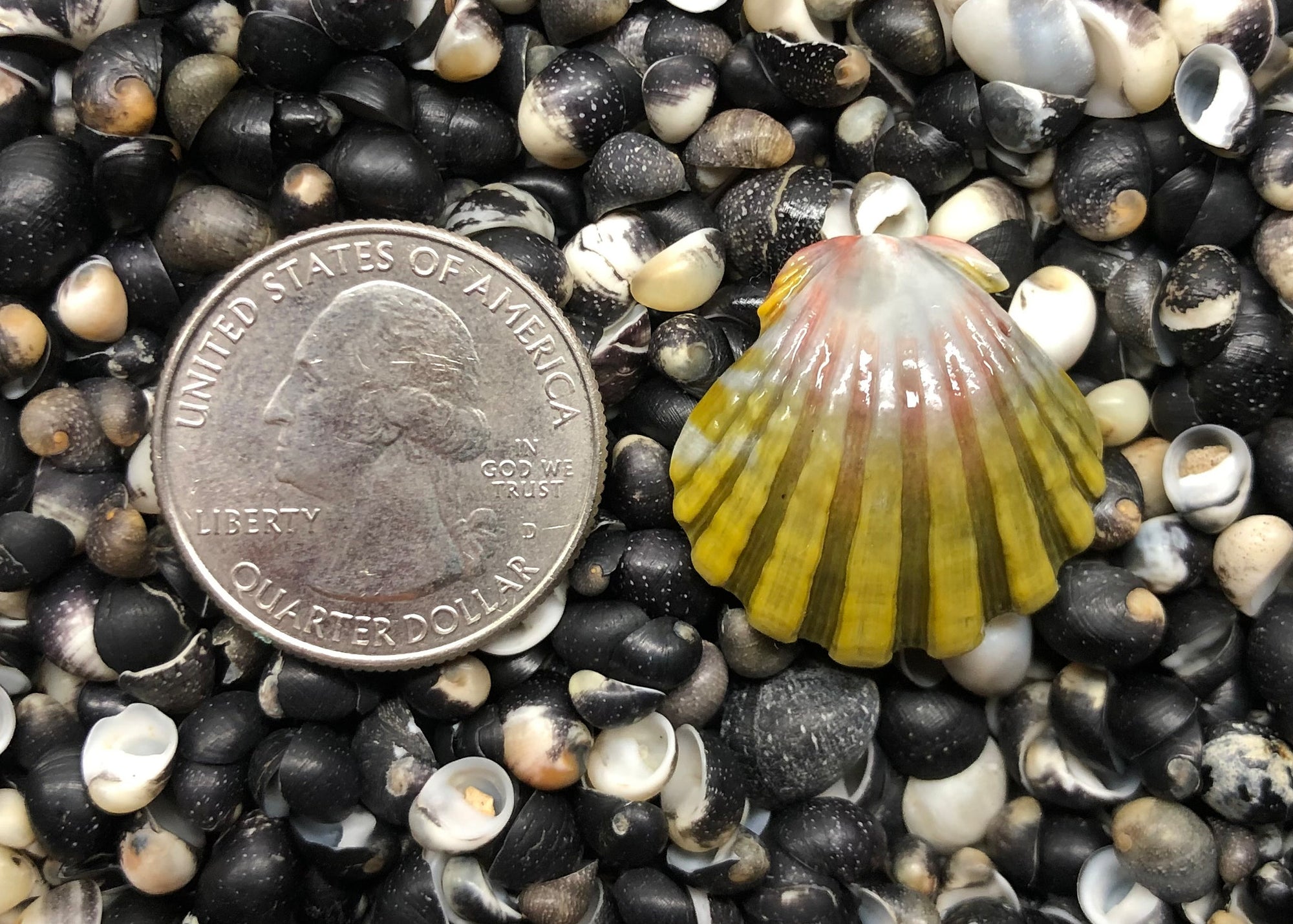 0206 single sunrise shell