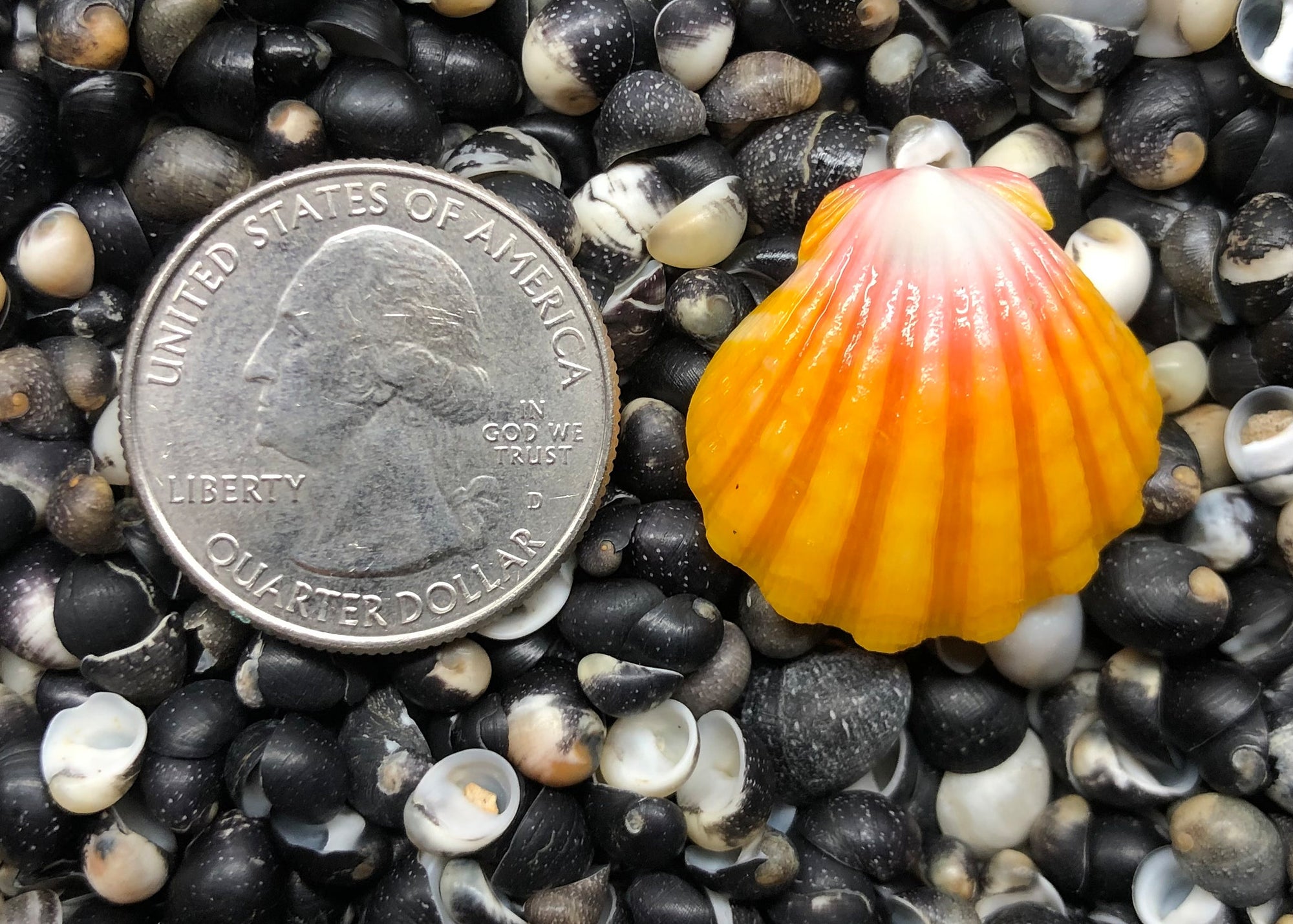 0207 single sunrise shell