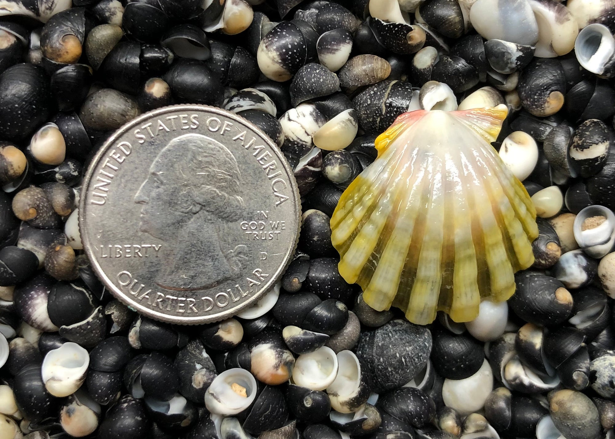 0208 single sunrise shell