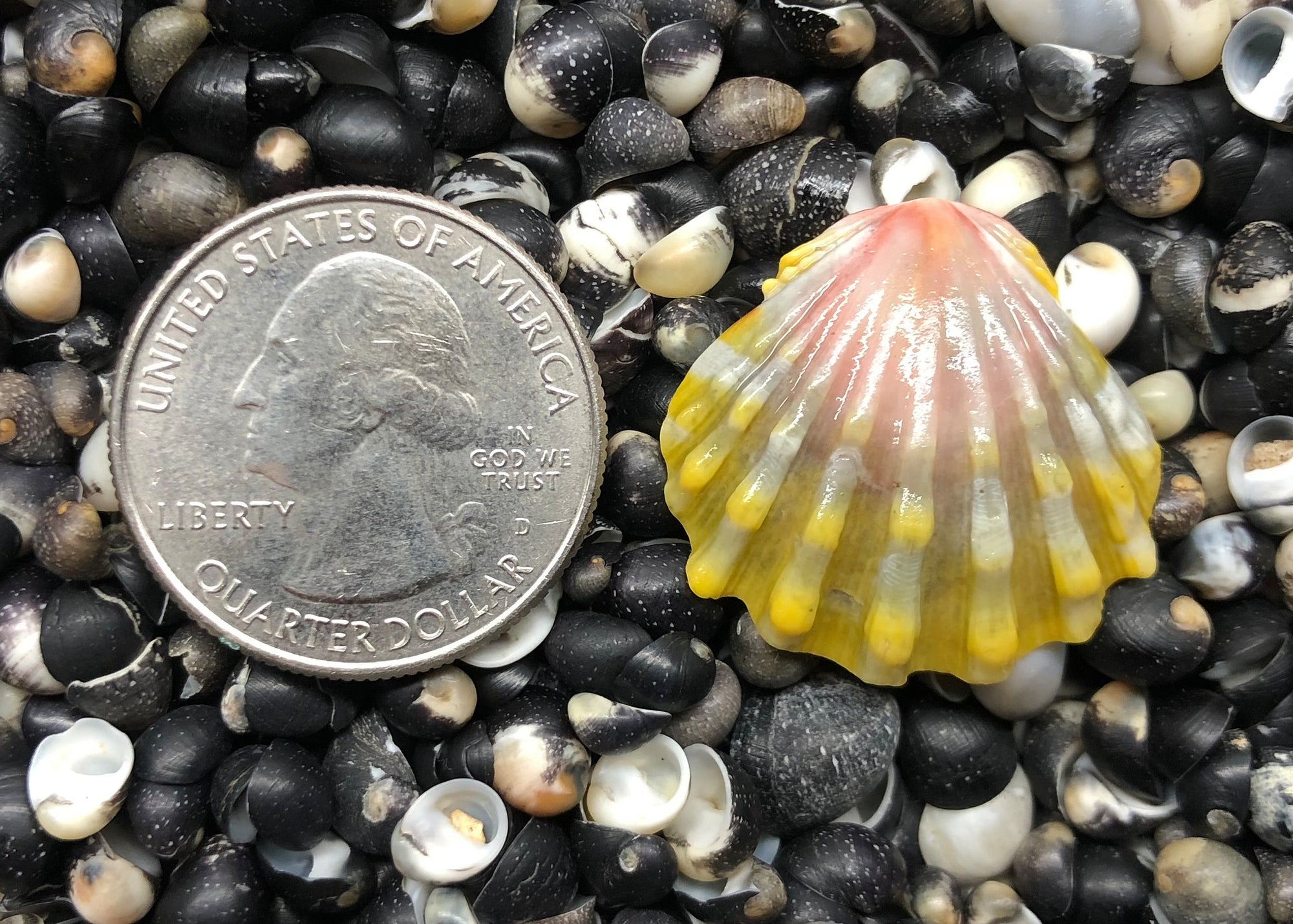 0209 single sunrise shell