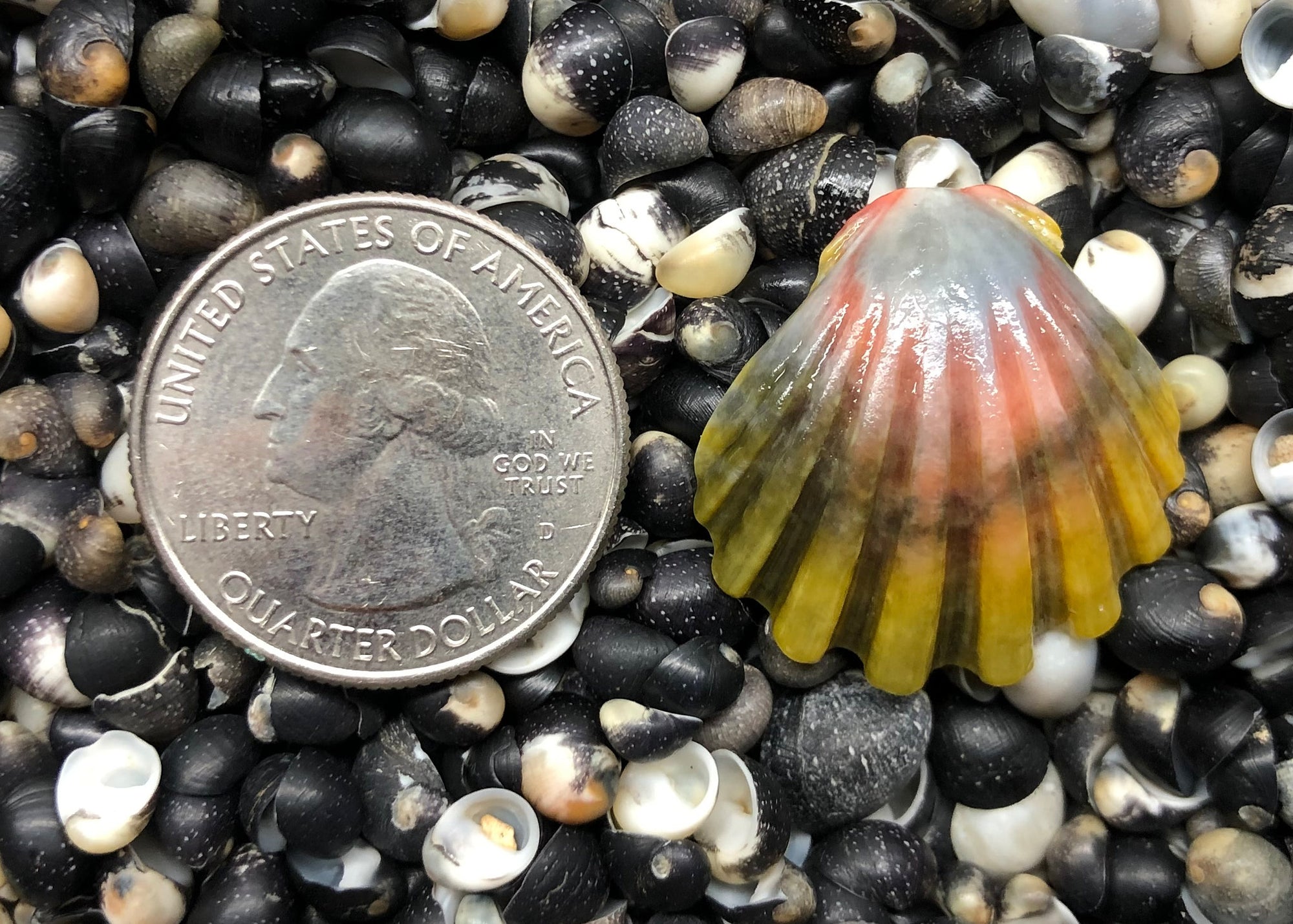 0210 single sunrise shell