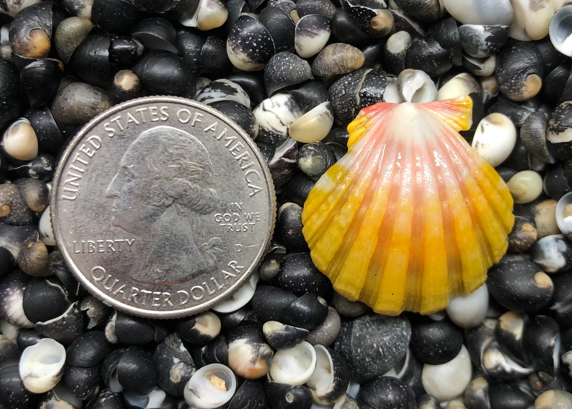 0211 single sunrise shell