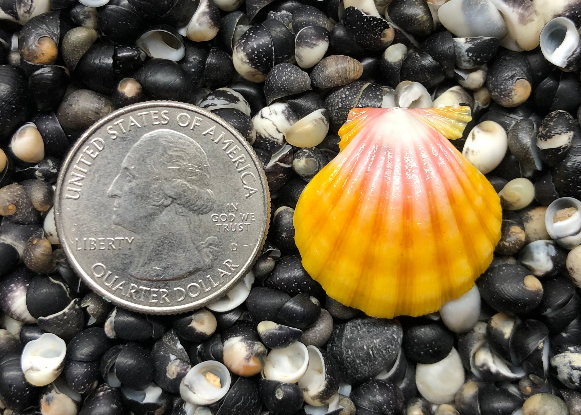 0214 single sunrise shell