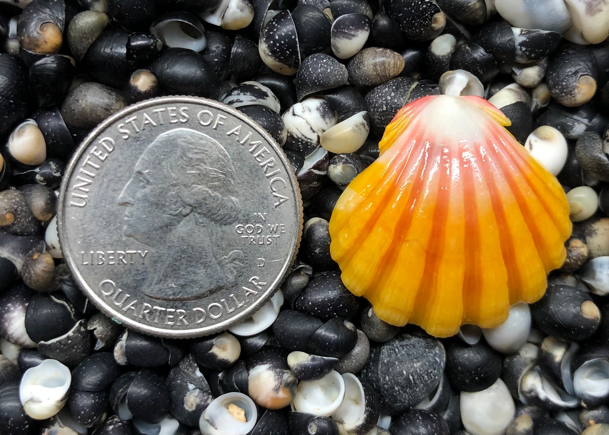 0215 single sunrise shell