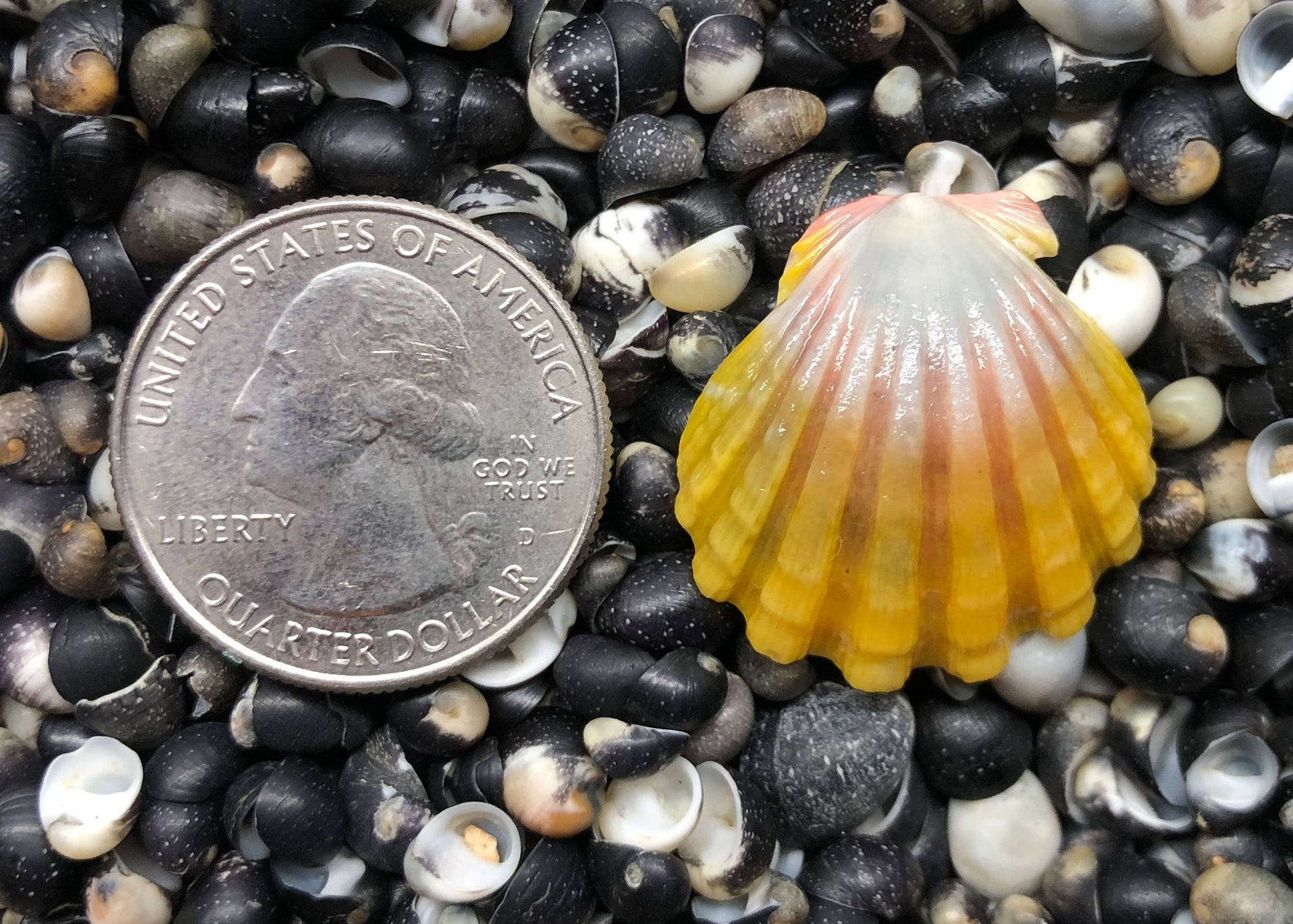 0216 single sunrise shell