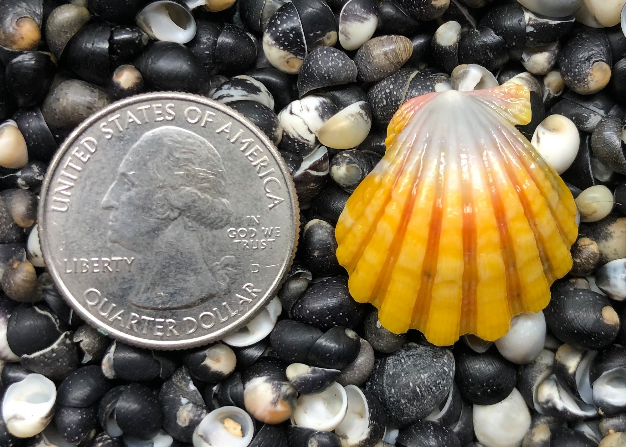 0218 single sunrise shell