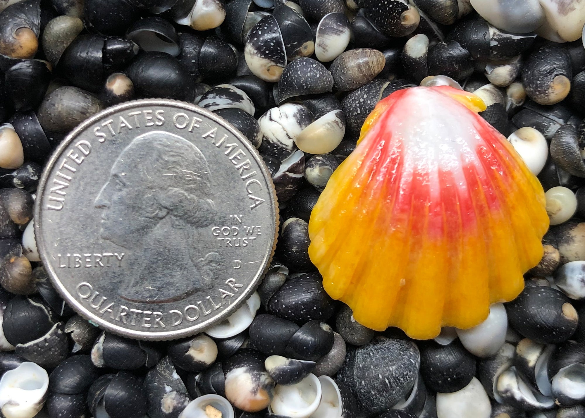 0219 single sunrise shell