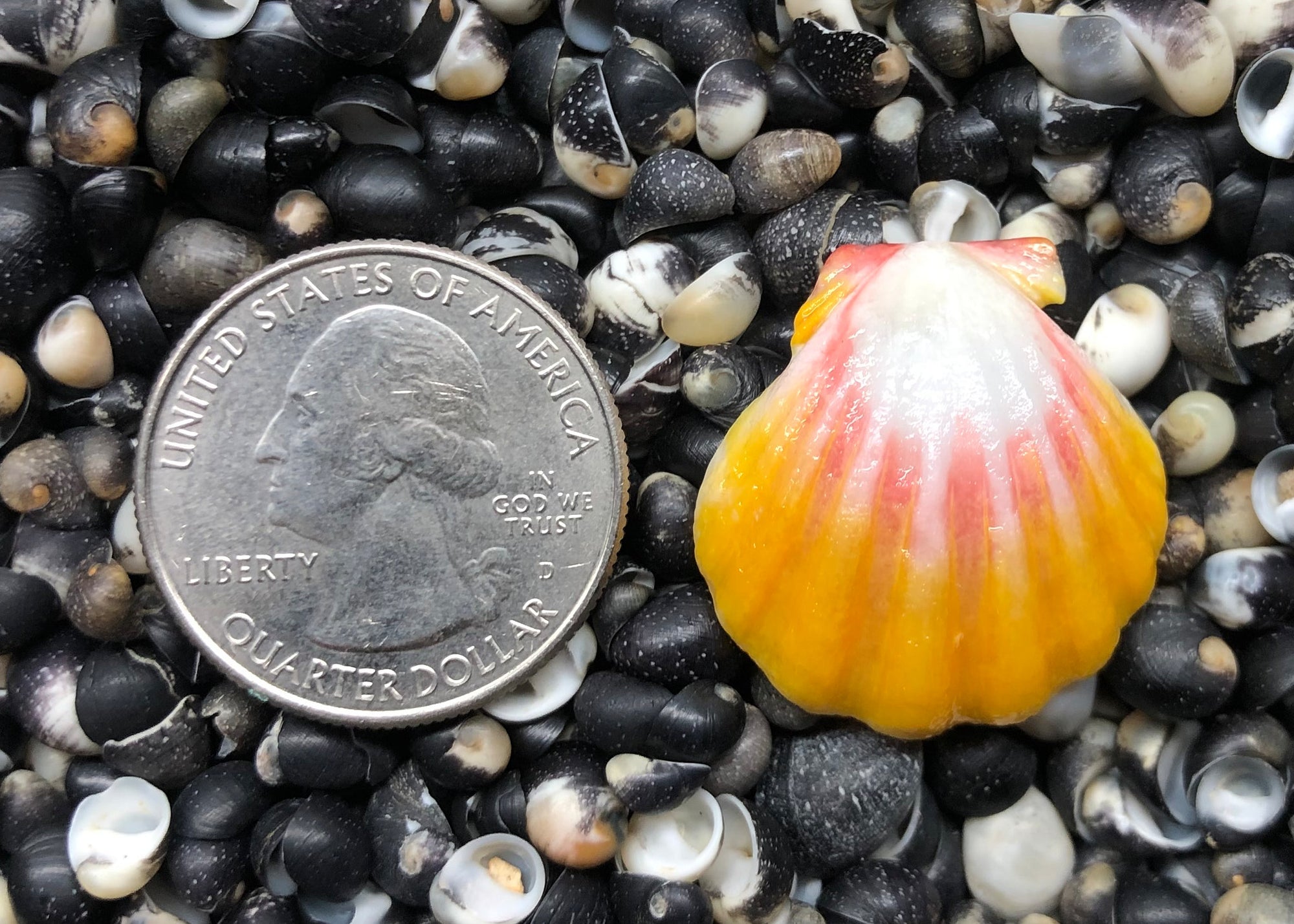 0220 single sunrise shell